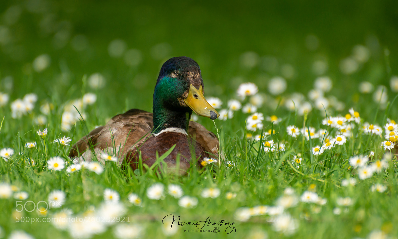 Nikon D800 sample photo. Dozing with daisies photography