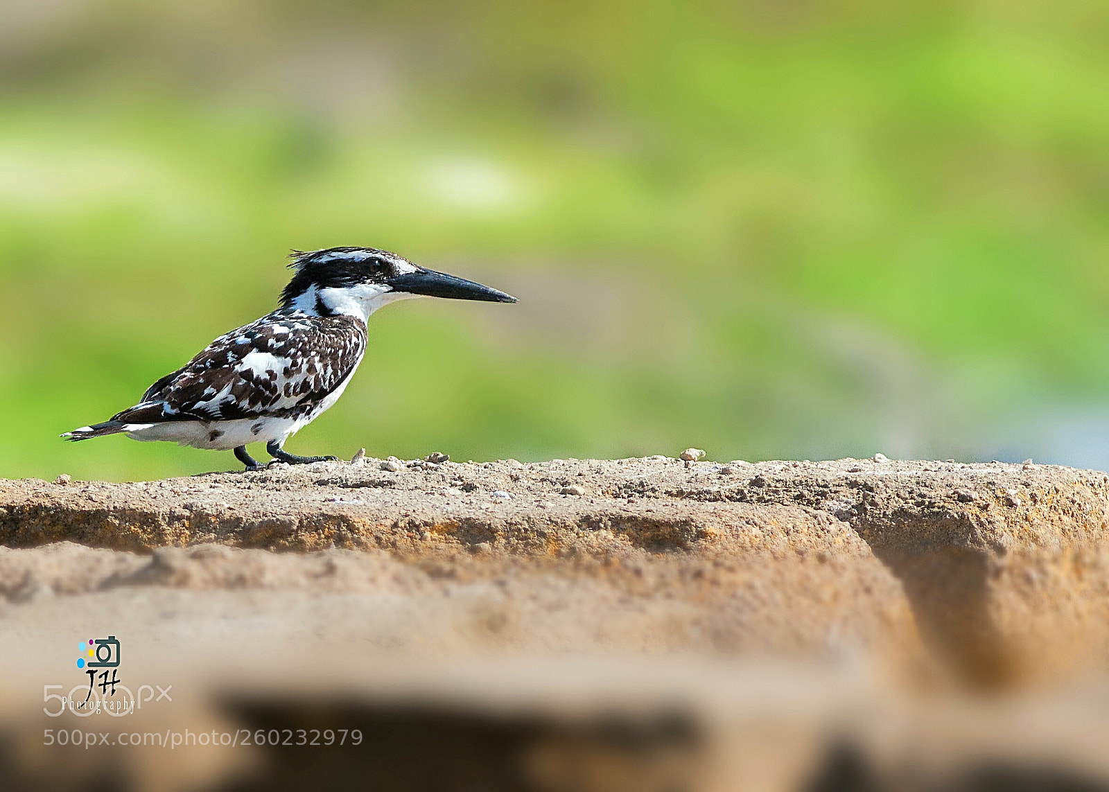 Canon EOS 70D sample photo. Pied kingfisher photography
