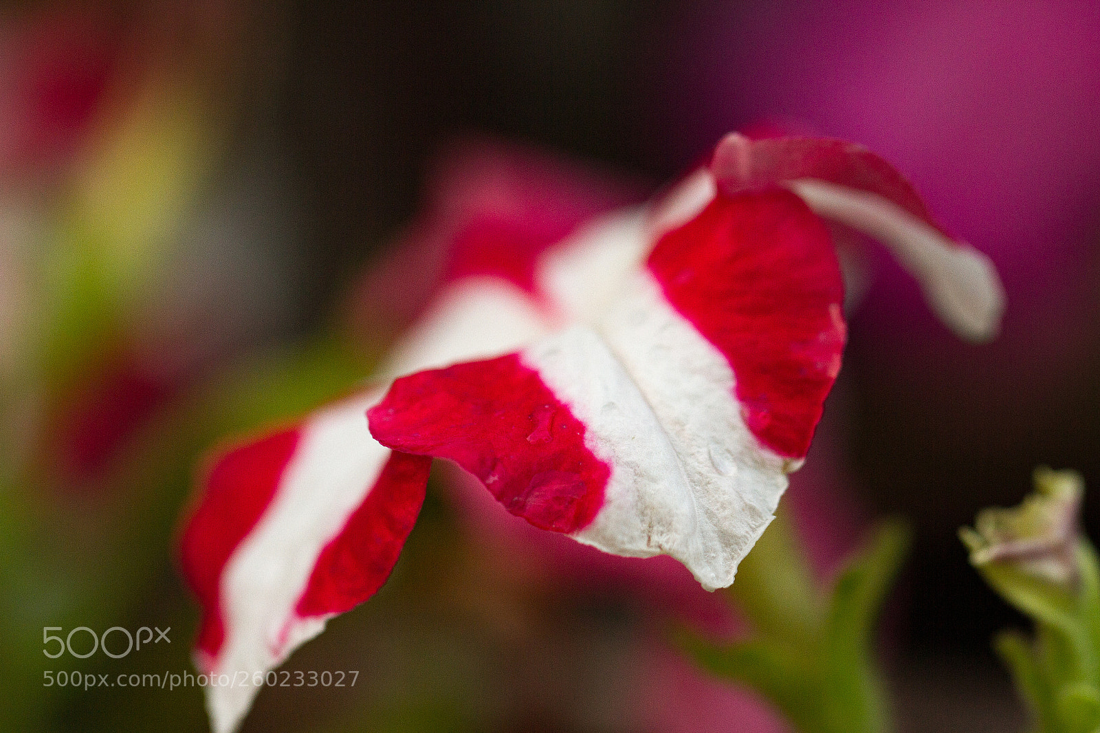 Canon EOS 7D sample photo. Flowers photography