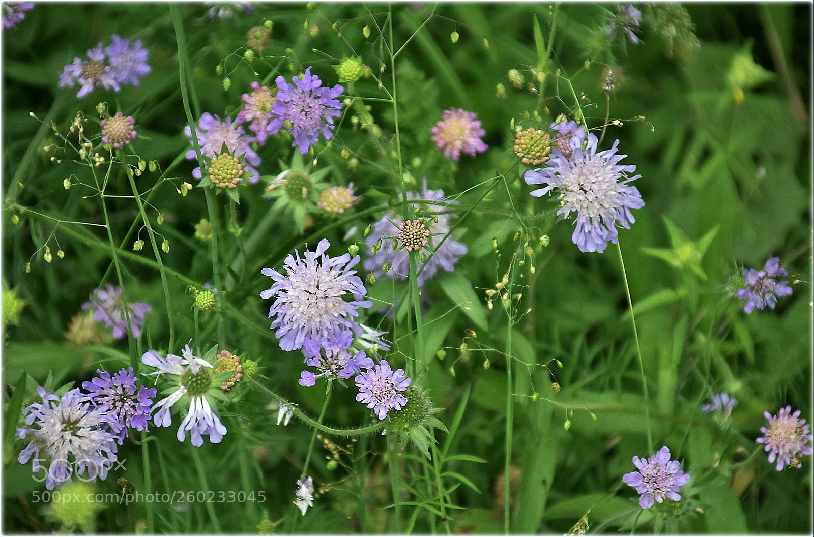 Nikon D7200 sample photo. "graslandflowers" photography