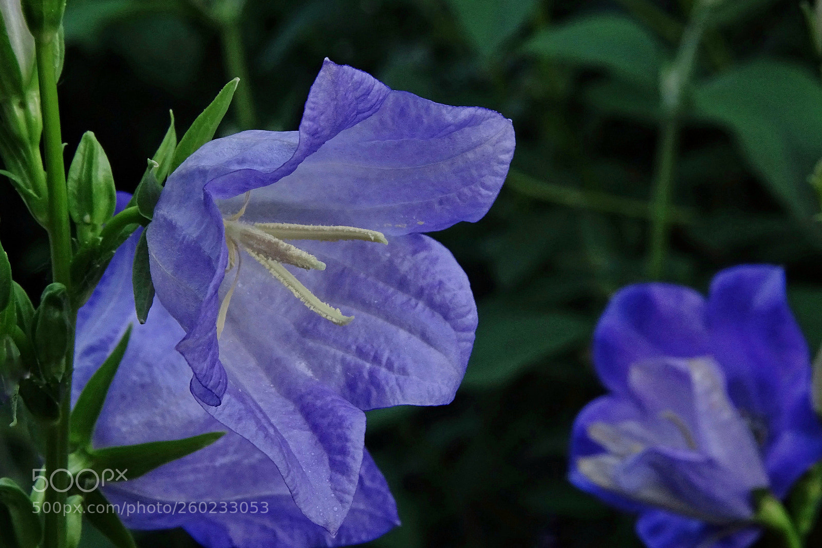 Sony Cyber-shot DSC-HX400V sample photo. Blue photography