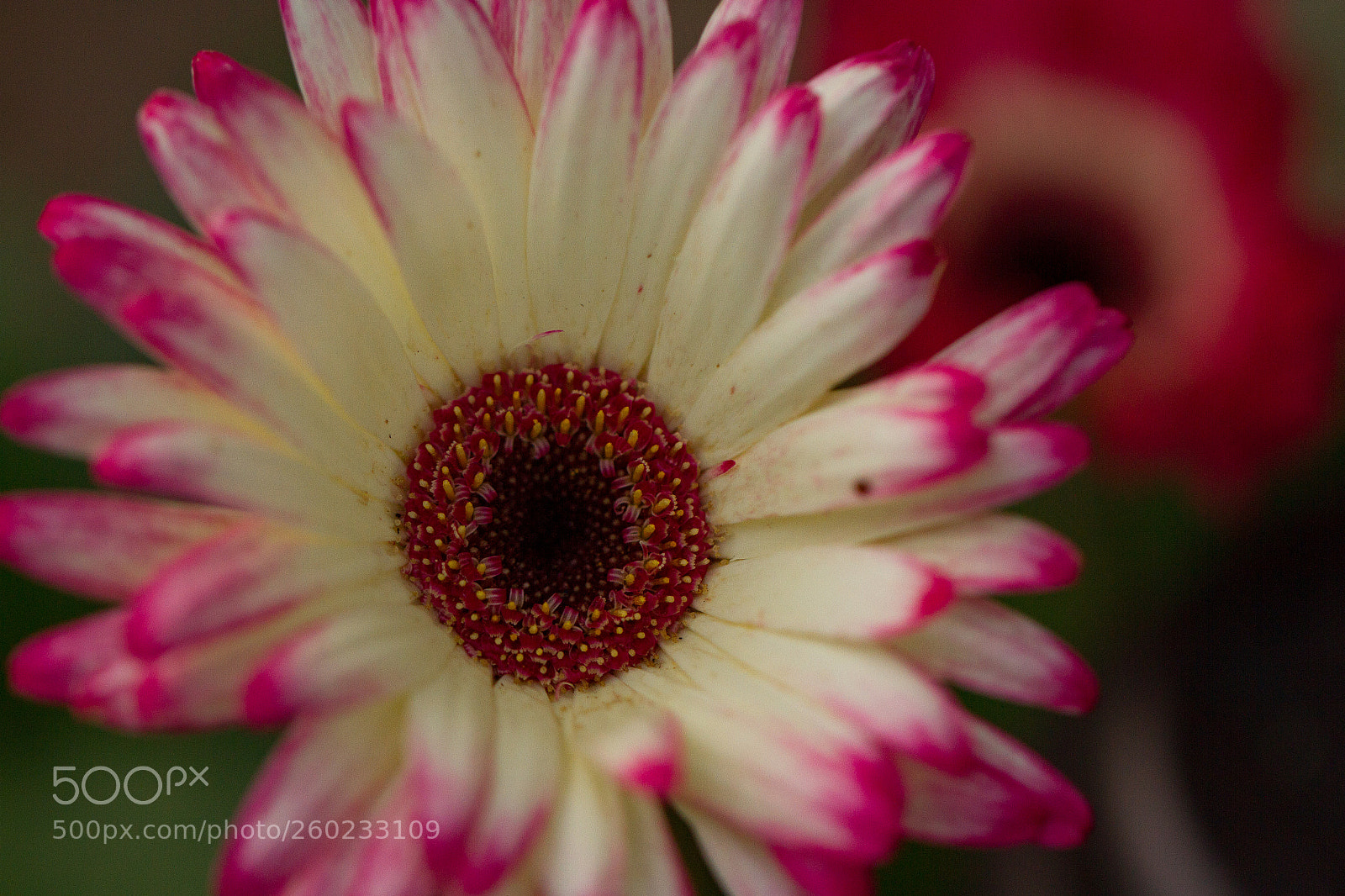 Canon EOS 7D sample photo. Flowers photography