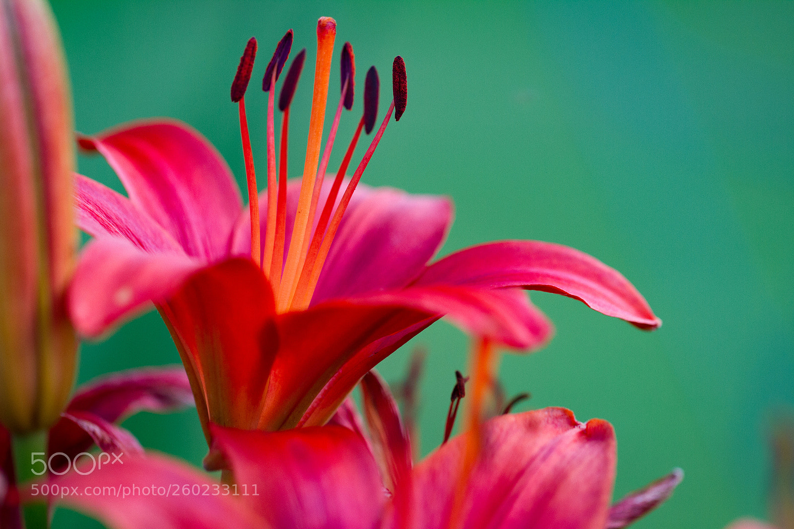 Canon EOS 7D sample photo. Flowers photography