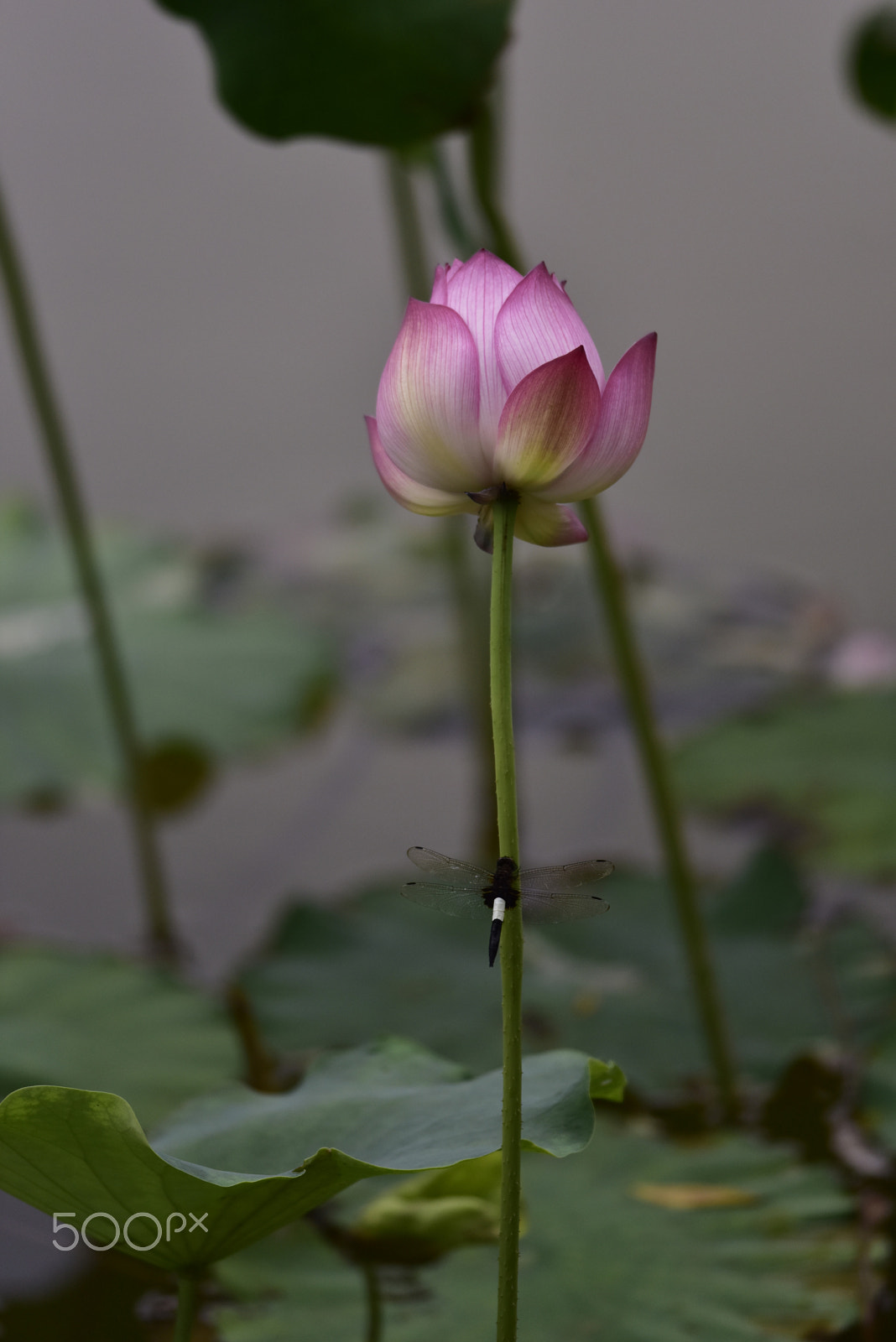 Nikon AF-S Nikkor 300mm F4D ED-IF sample photo. Dragonfly and lotus 蜻蜓与荷 photography