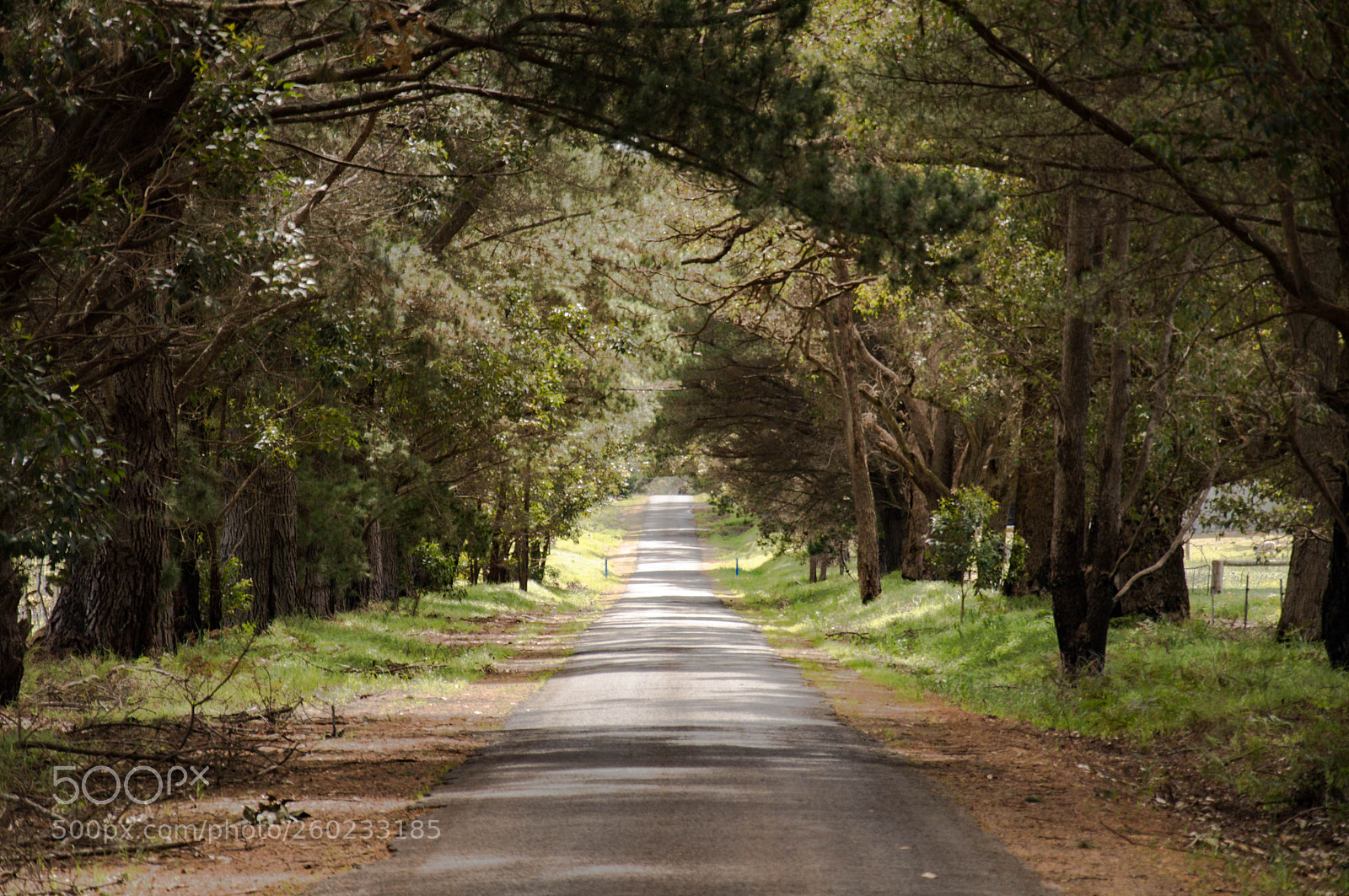 Nikon D3200 sample photo. Country road margaret river photography