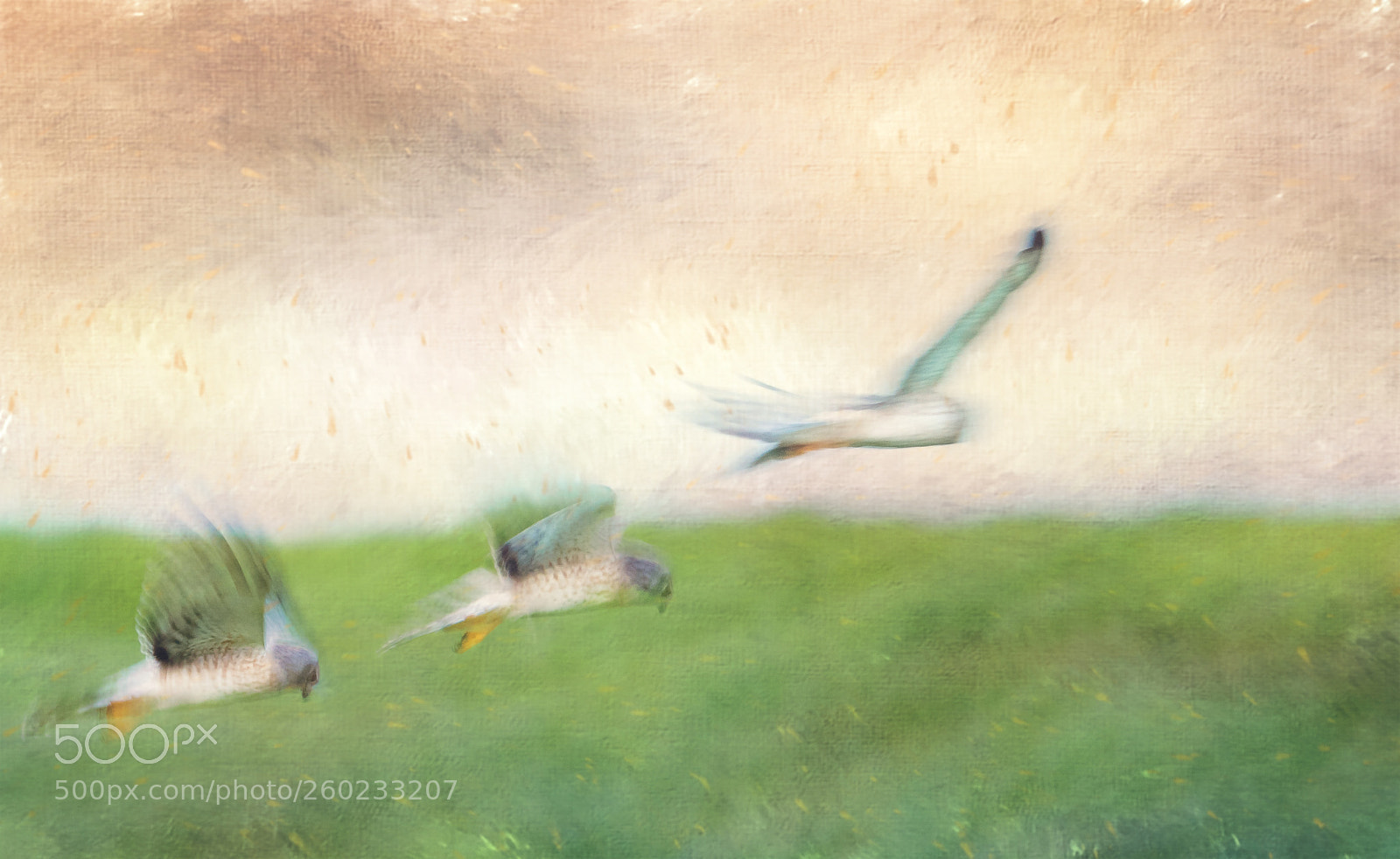 Nikon D500 sample photo. Flight of the harrier photography