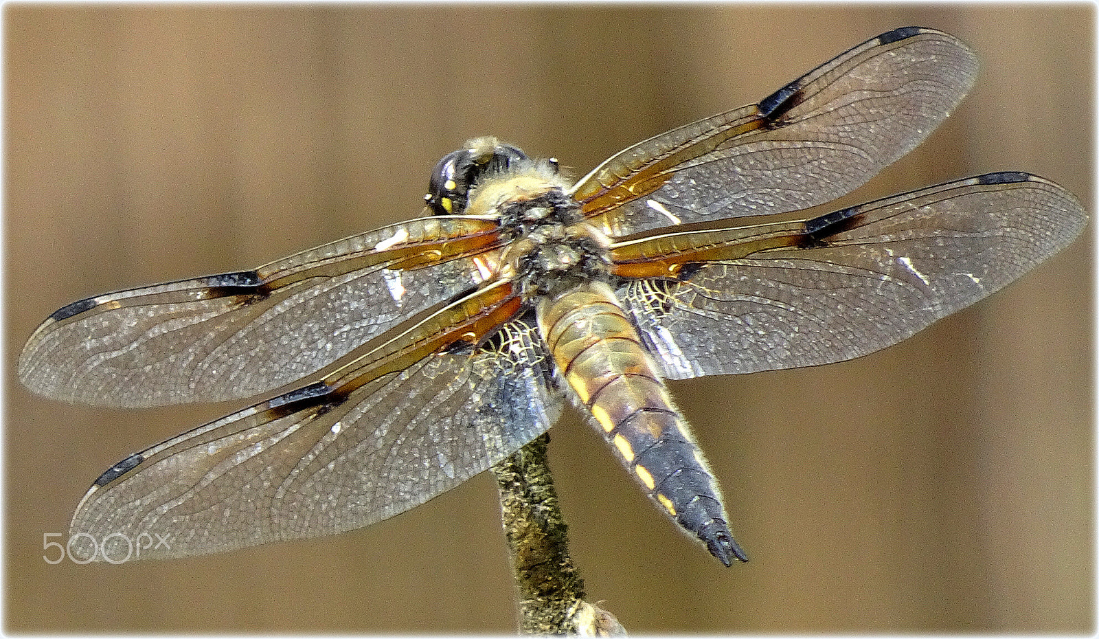 Sony Cyber-shot DSC-HX80 sample photo. "dragonfly" photography