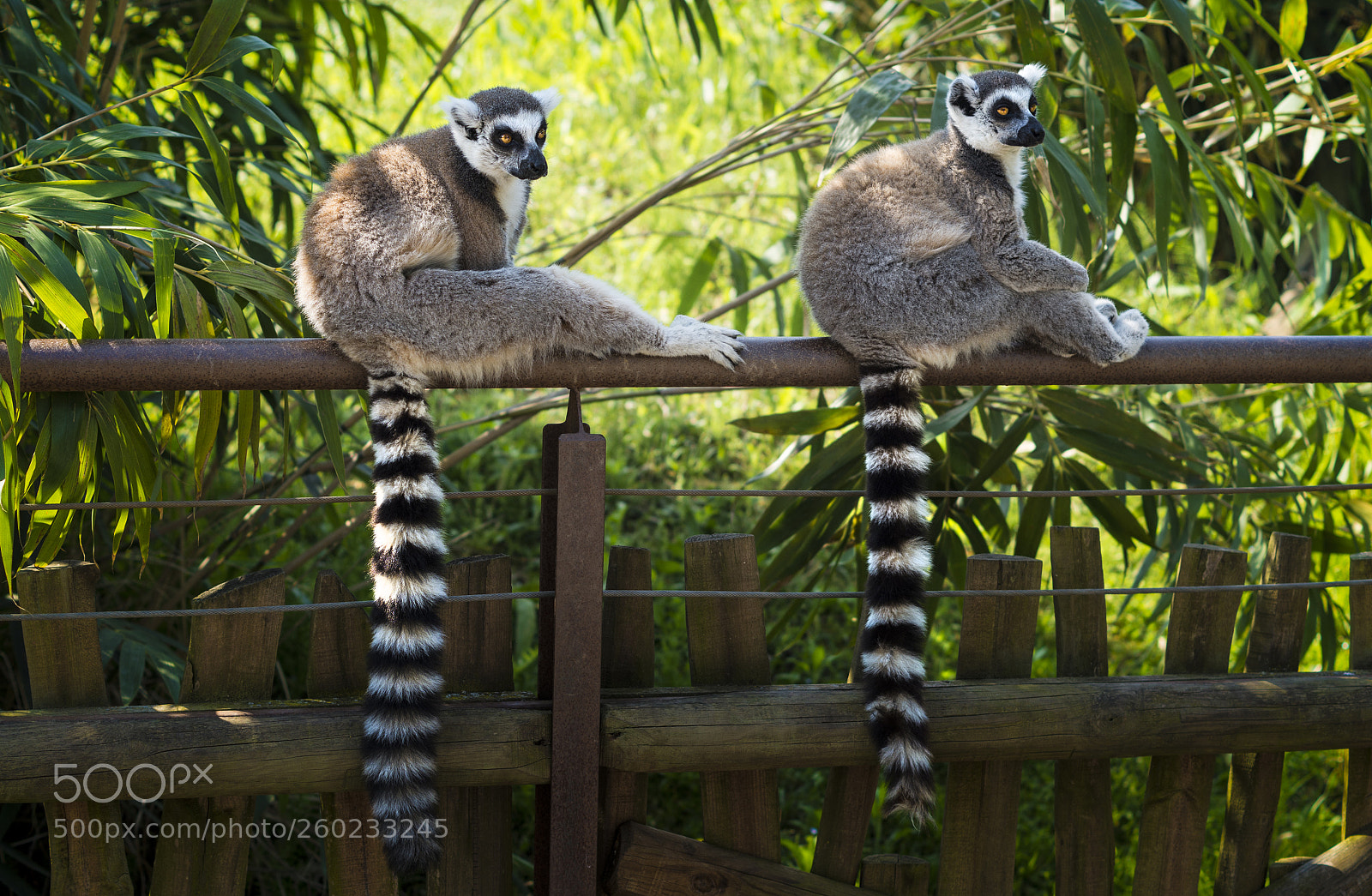 Pentax K-50 sample photo. Lemurs photography