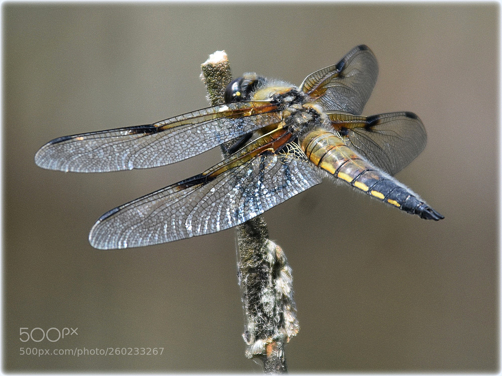 Nikon D7200 sample photo. "dragonfly,;" photography