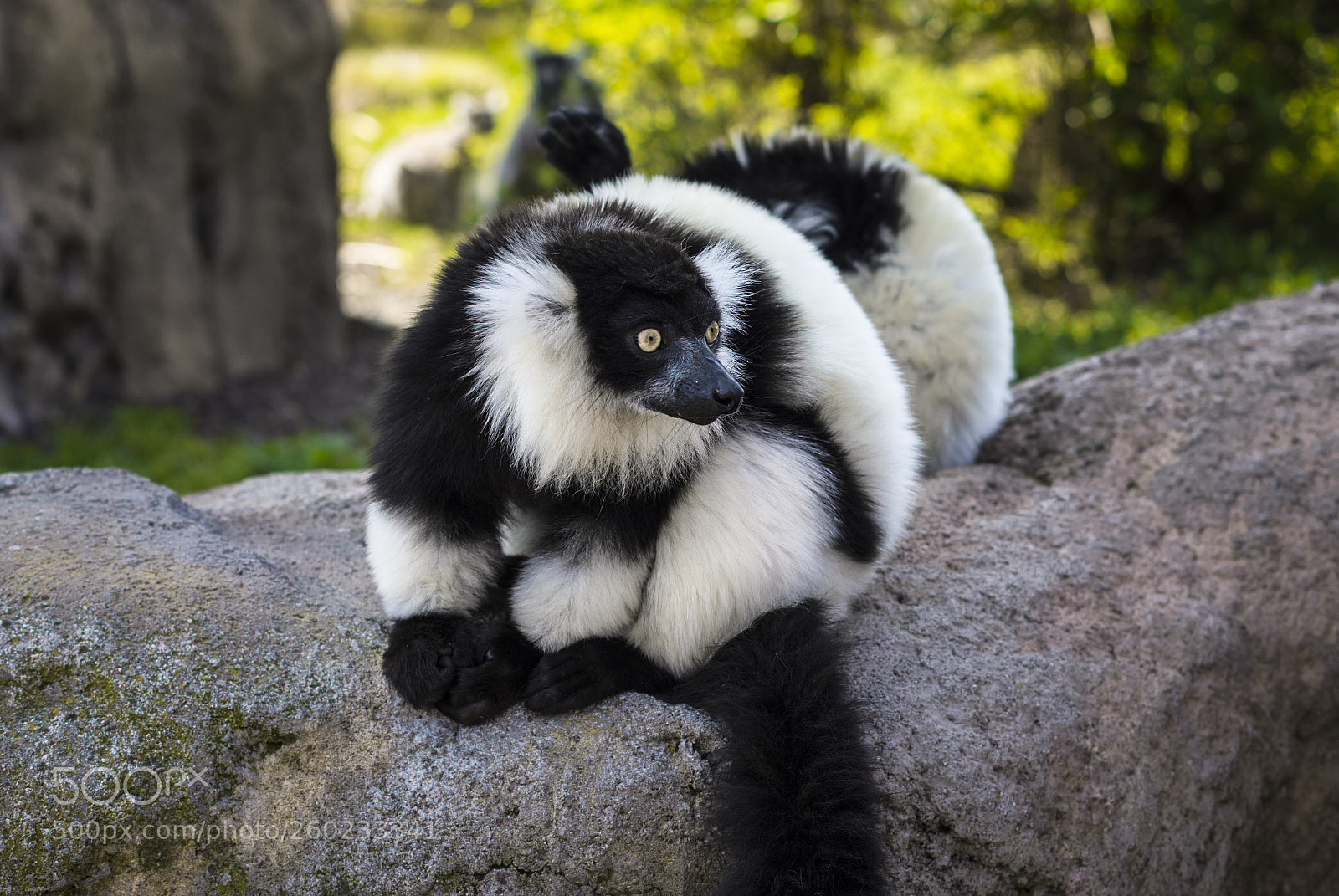 Pentax K-50 sample photo. Lemur photography