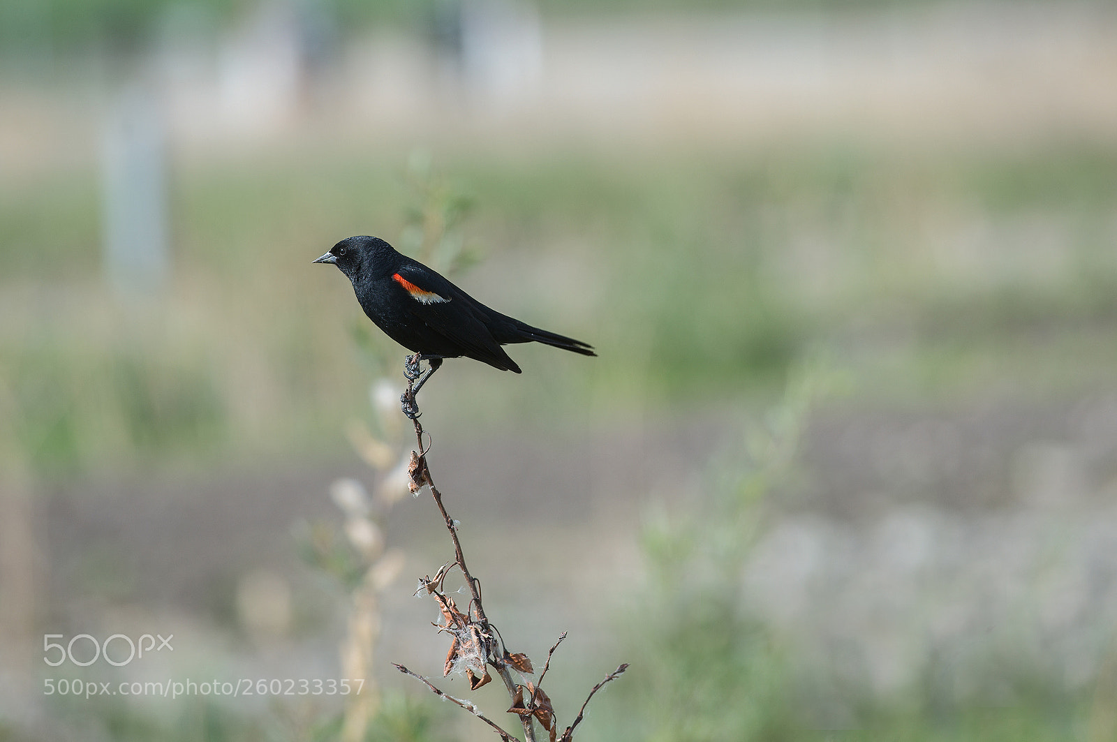 Nikon D600 sample photo. Red-winged blackbird photography
