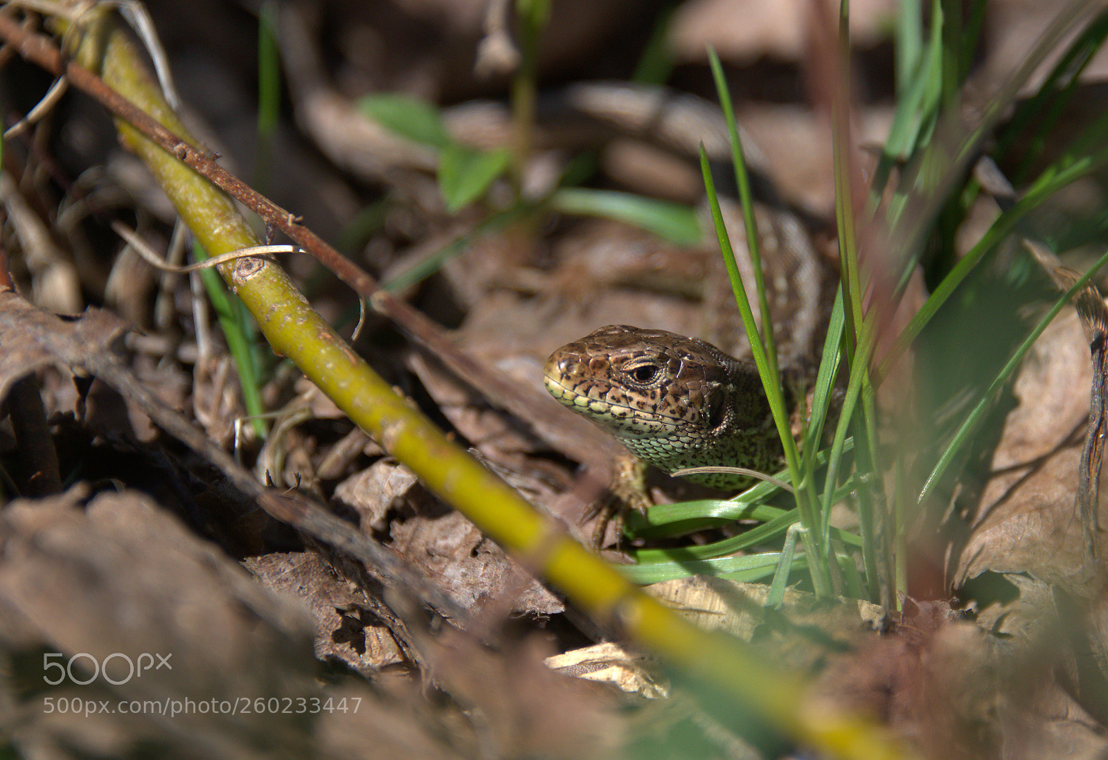 Nikon D800 sample photo. Untitled photography