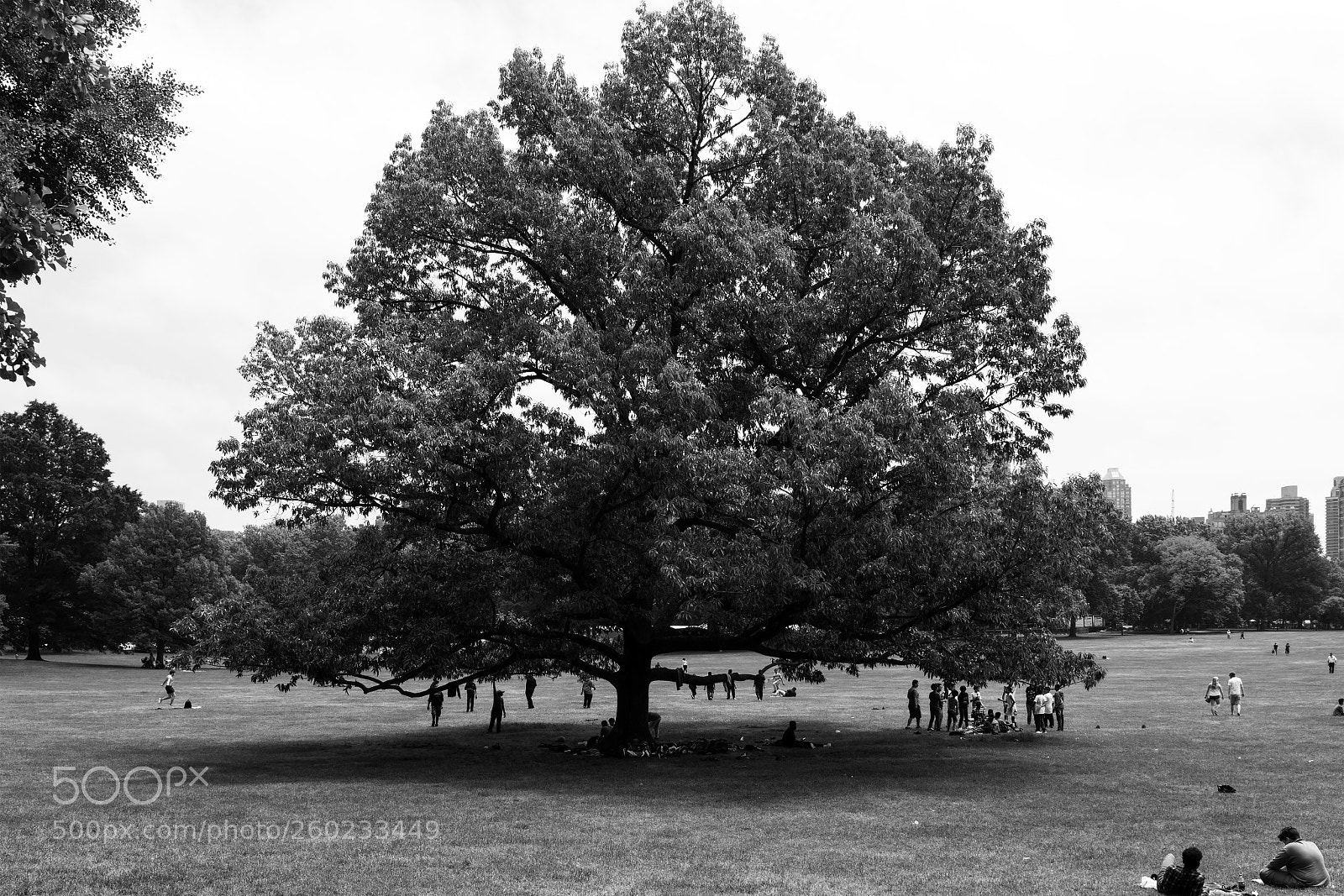 Sony a7R II sample photo. Shade tree photography