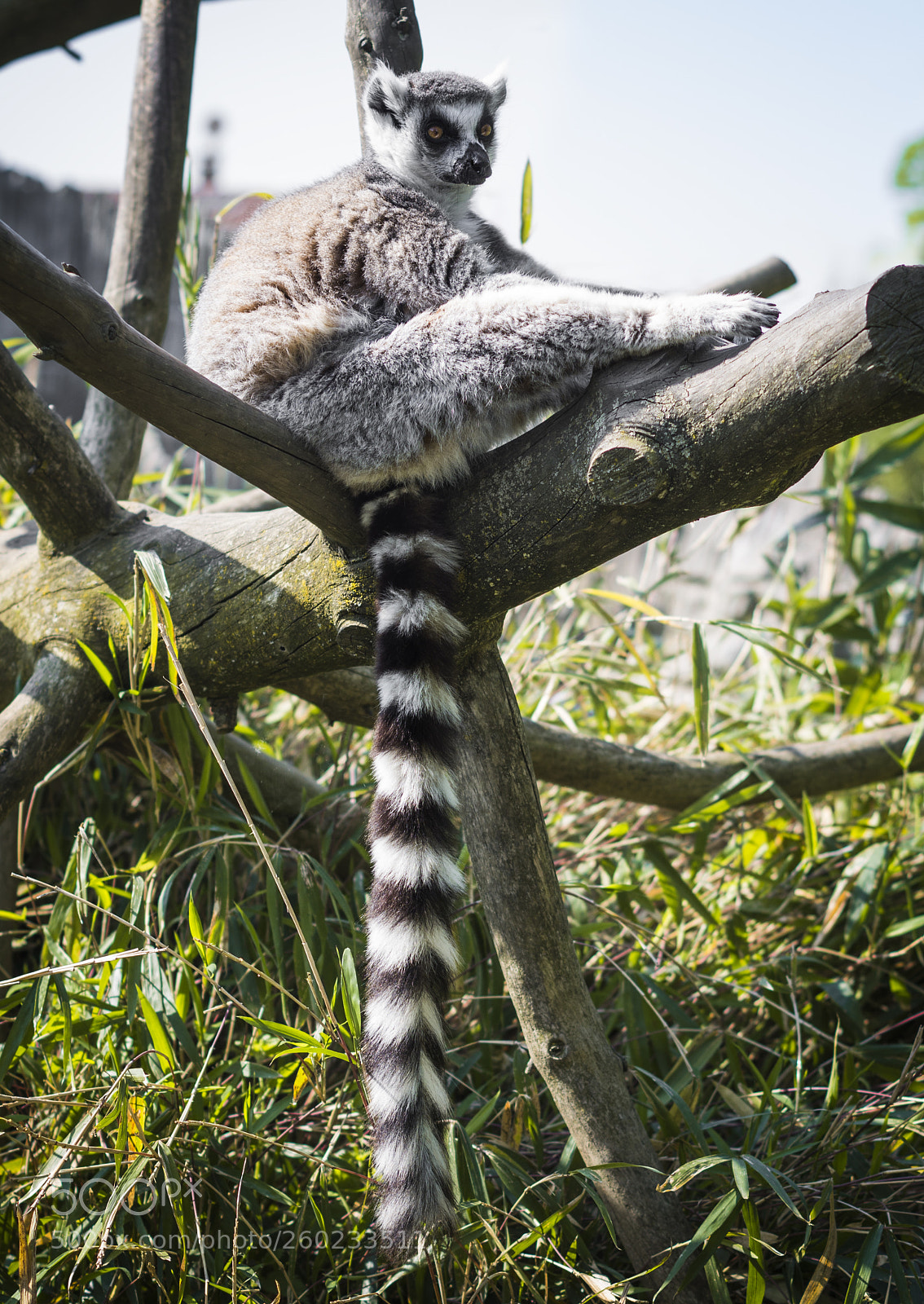 Pentax K-50 sample photo. Lemur photography