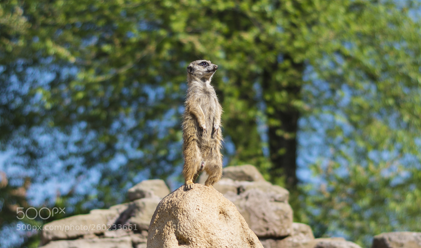 Pentax K-50 sample photo. Meerkat photography