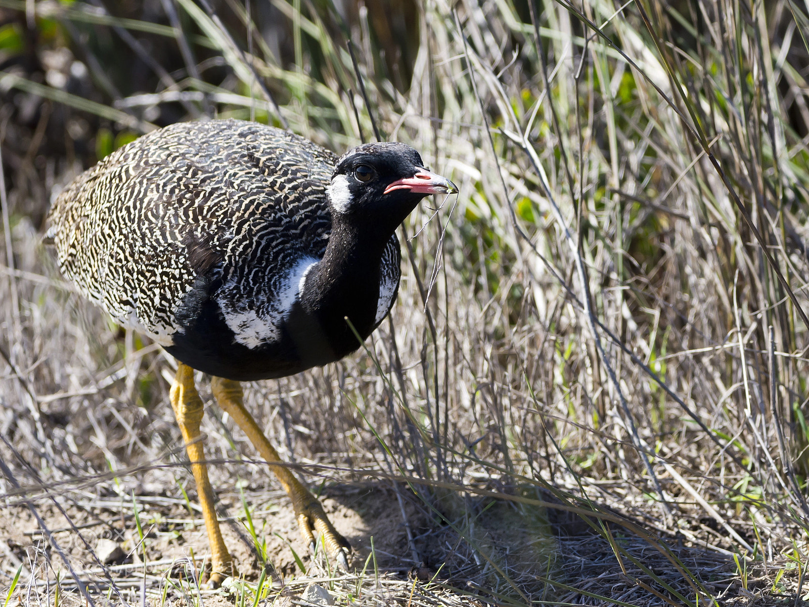 Nikon D7200 sample photo. Southern black korhaan photography
