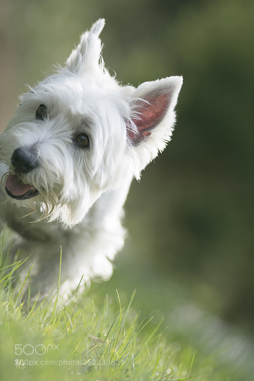 Nikon D850 sample photo. Sweet dog photography