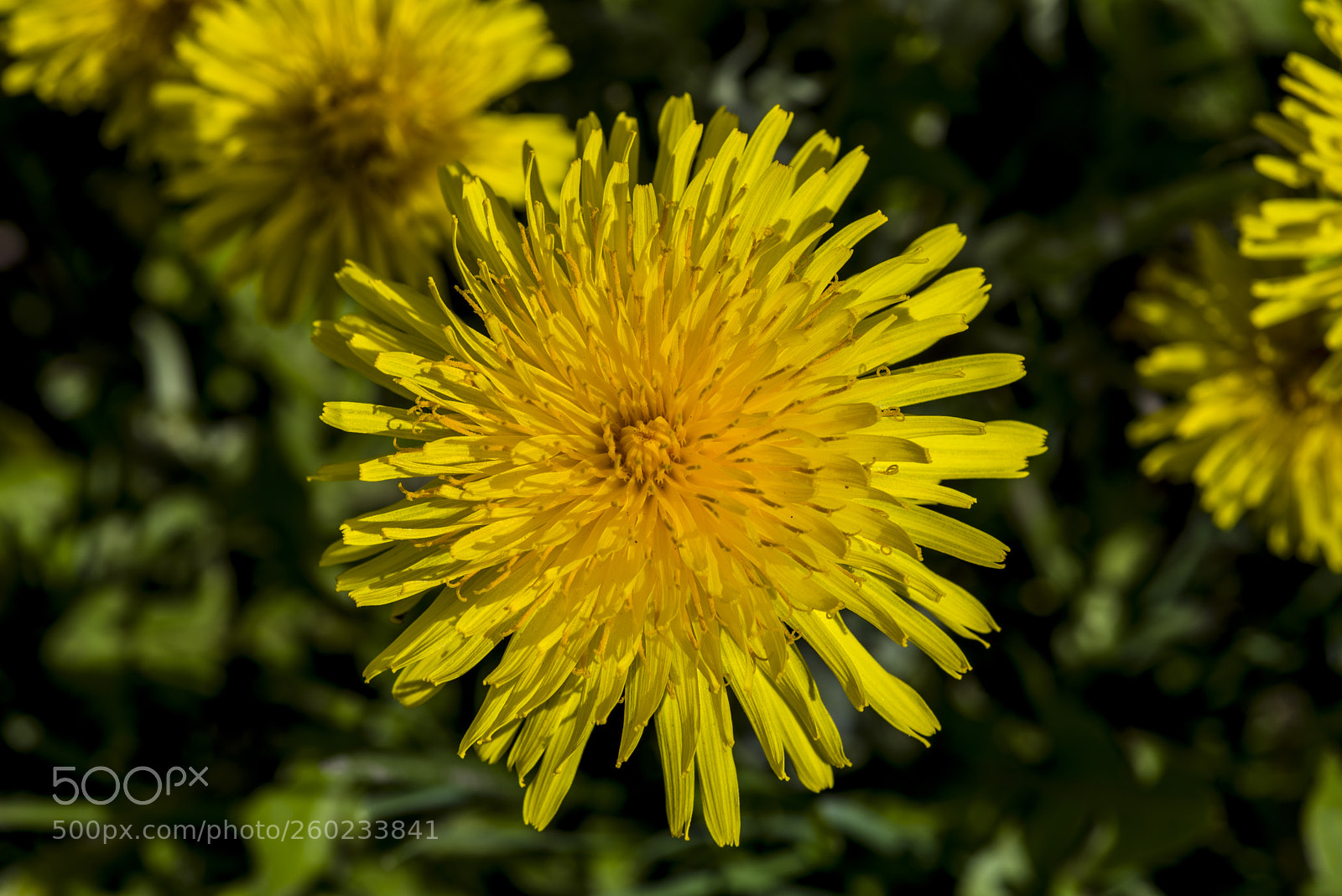 Pentax K-1 sample photo. From treacle and light! photography