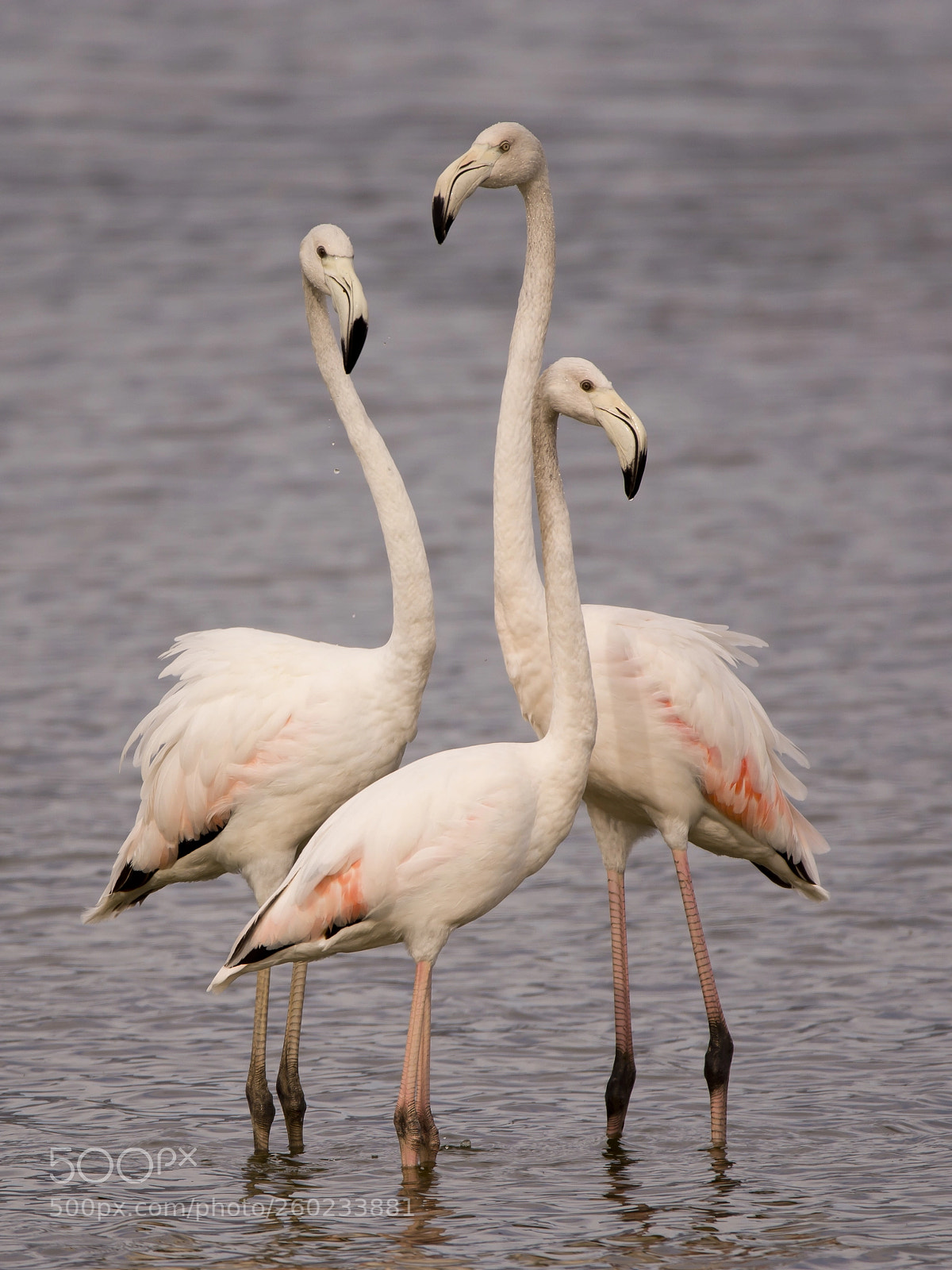 Nikon D7200 sample photo. Lesser flamingo photography