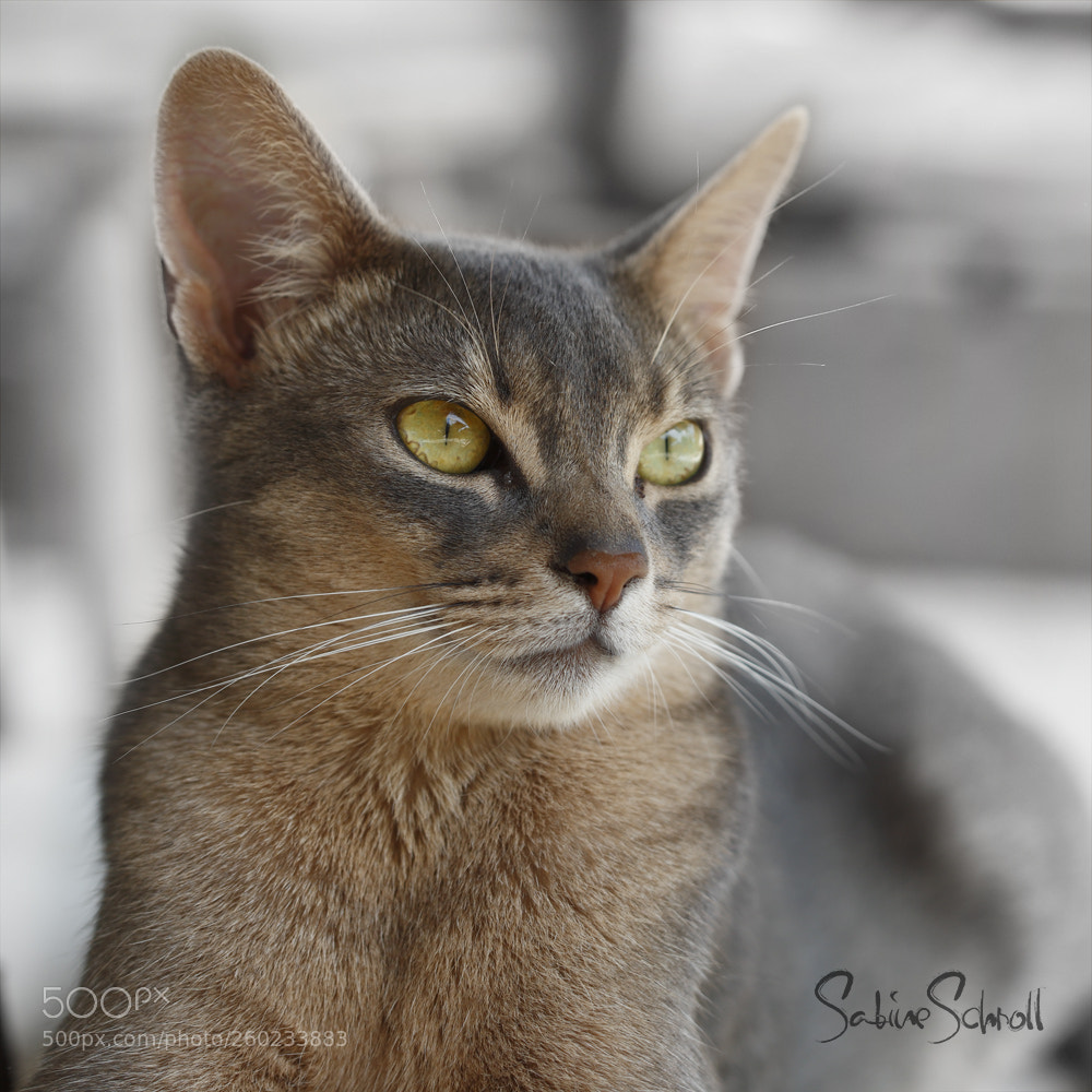 Canon EOS 6D sample photo. Sunny sel photography