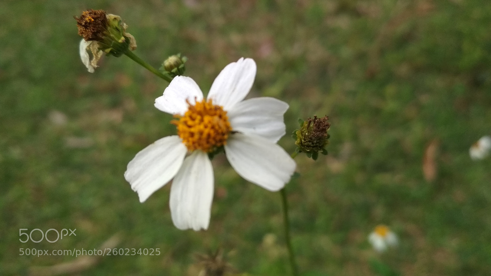 Xiaomi Redmi 4X sample photo. Caminhada no horto. photography