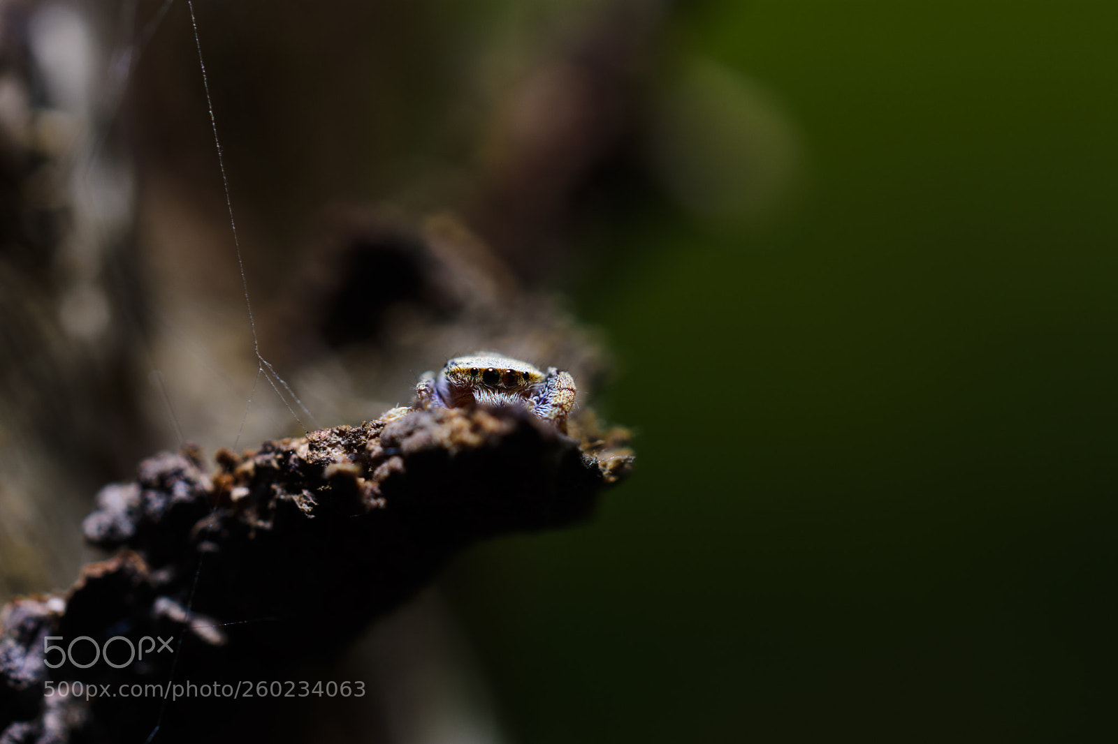 Nikon D7200 sample photo. Curiosity photography
