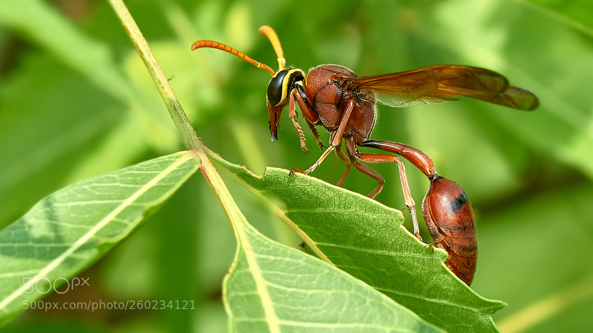 Nikon D810 sample photo. I'm superwasp from planet photography