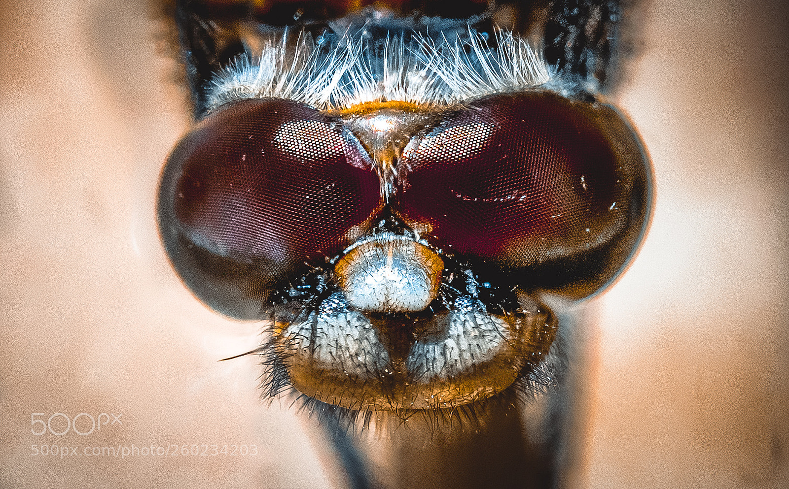 Canon EOS 5D Mark II sample photo. Dragonfly superstar photography