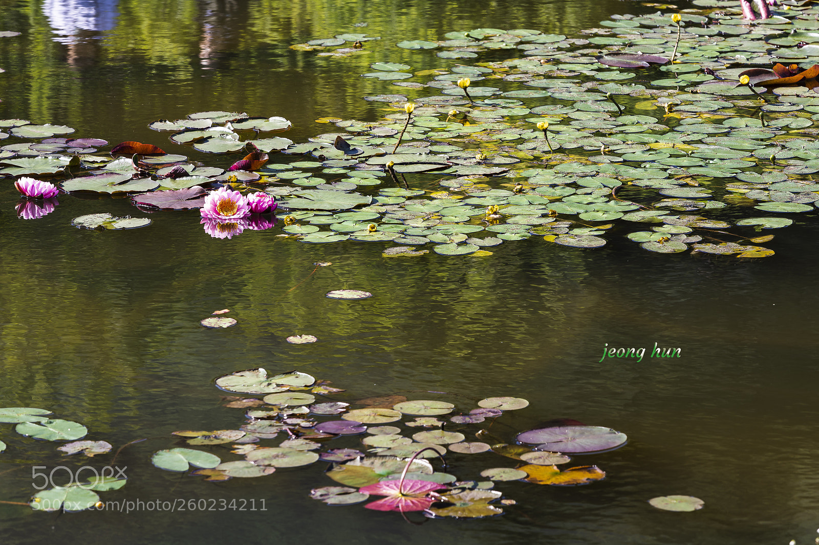 Canon EOS 5D Mark IV sample photo. Water lily photography