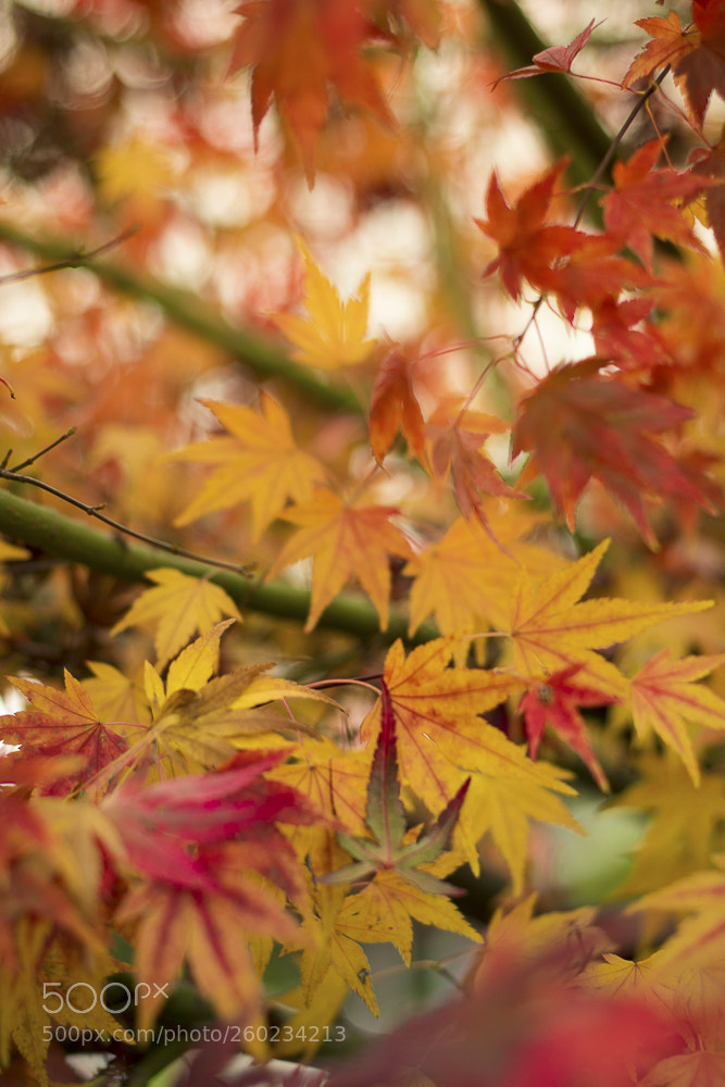 Nikon D5200 sample photo. Last colors of autumn photography