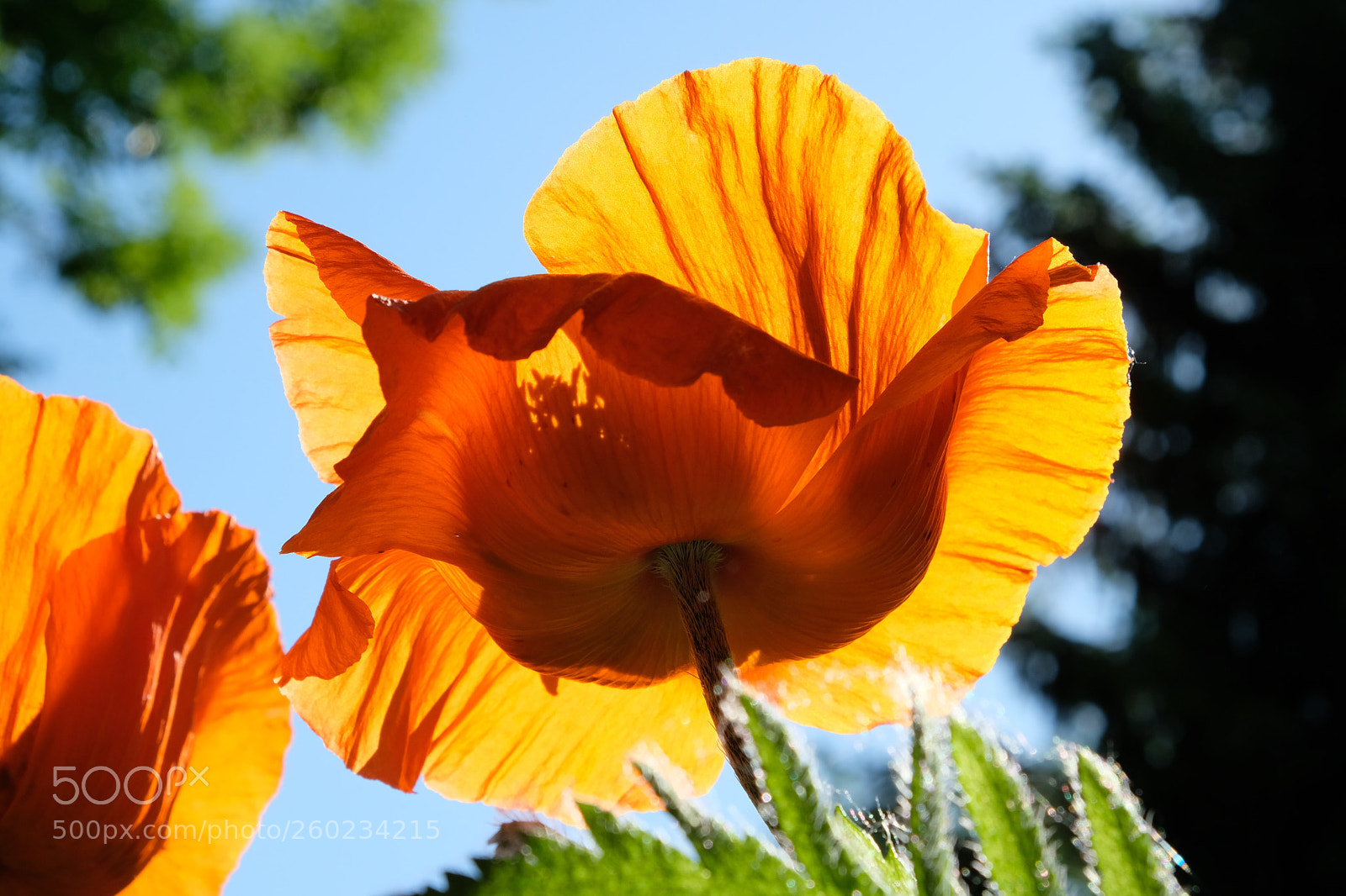 Fujifilm X-T2 sample photo. Poppy photography