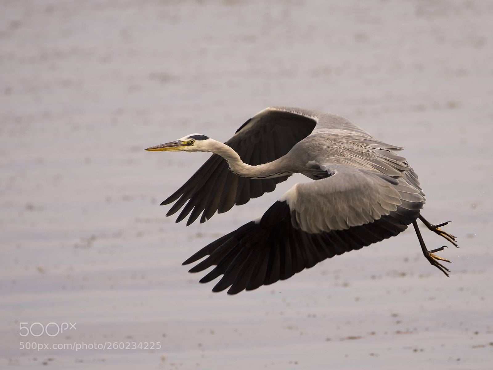 Nikon D7200 sample photo. Grey heron photography