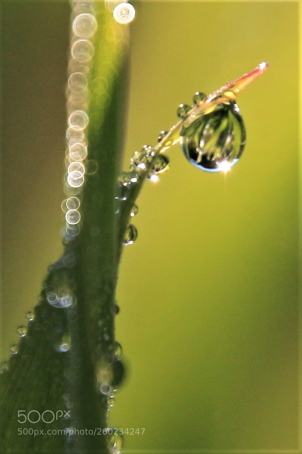 Canon EOS 700D (EOS Rebel T5i / EOS Kiss X7i) sample photo. Dew on grass photography