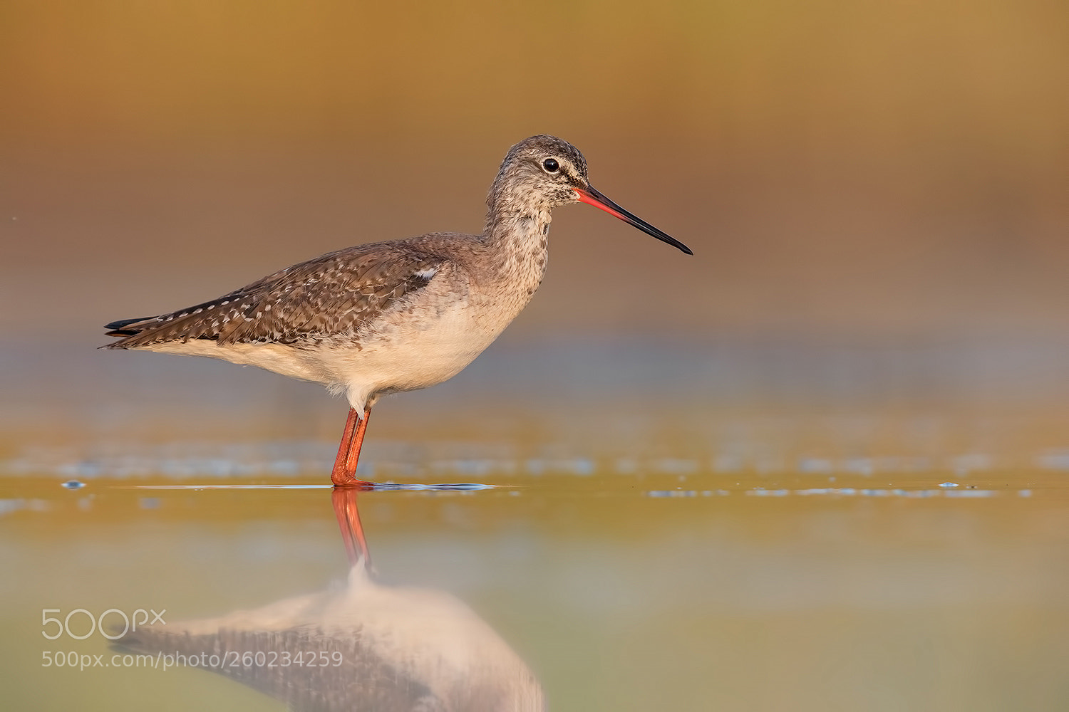 Canon EOS 5D Mark IV sample photo. Sptted redshank - totano photography