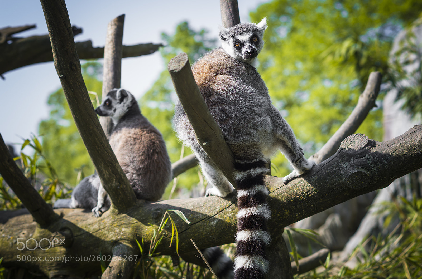 Pentax K-50 sample photo. Lemuri photography