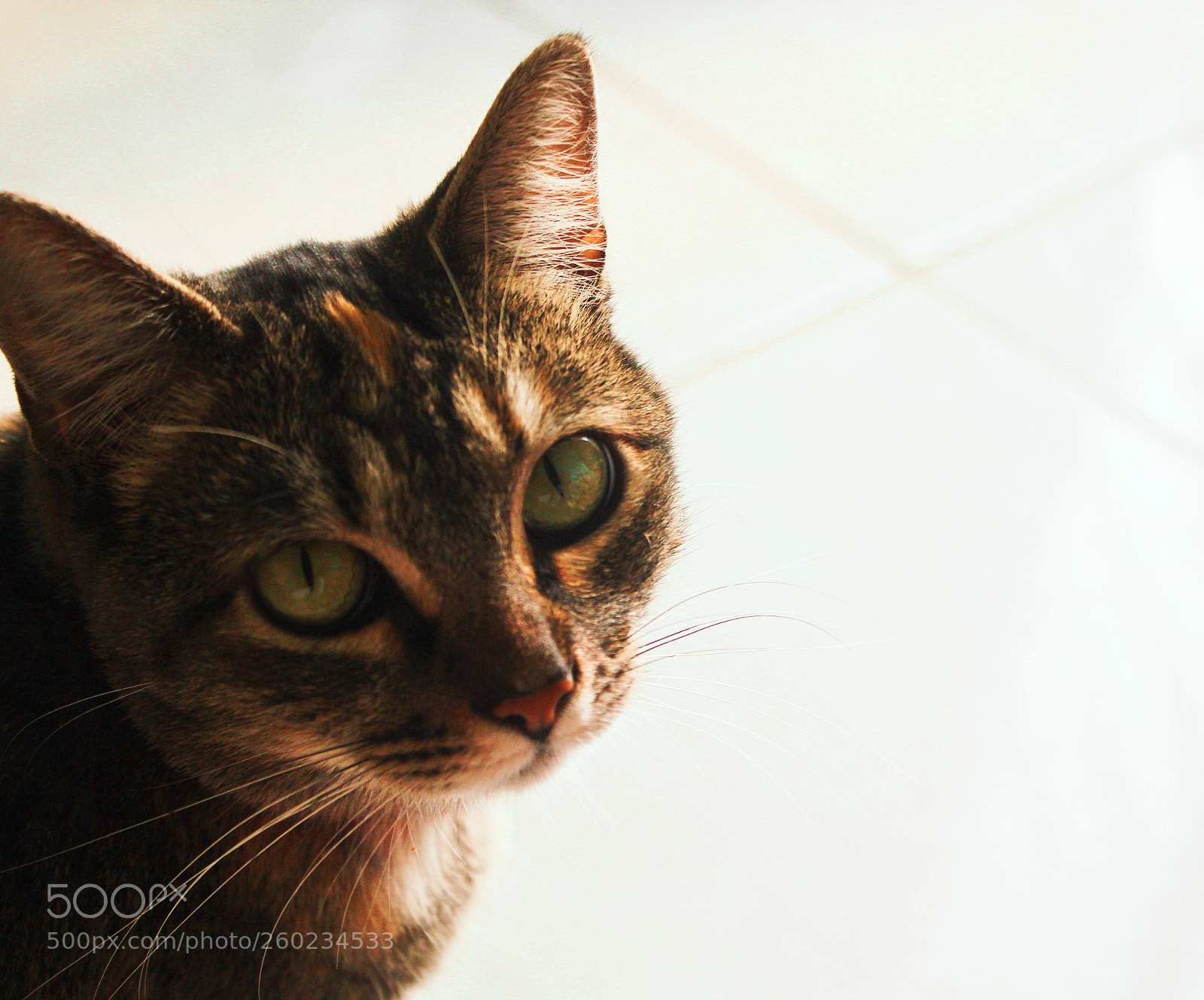 Canon EOS 600D (Rebel EOS T3i / EOS Kiss X5) sample photo. Vilma tereza photography