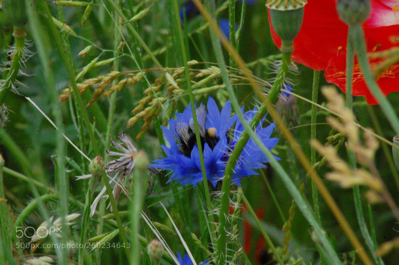 Nikon D40 sample photo. Hummel hummel 1 photography