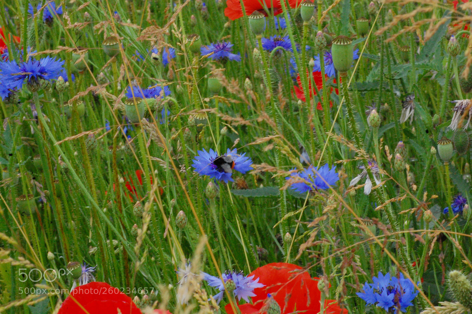 Nikon D40 sample photo. Hummel hummel 2 photography