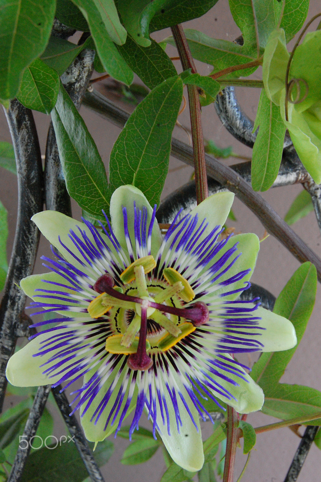 Nikon D40 sample photo. Blumenprach photography