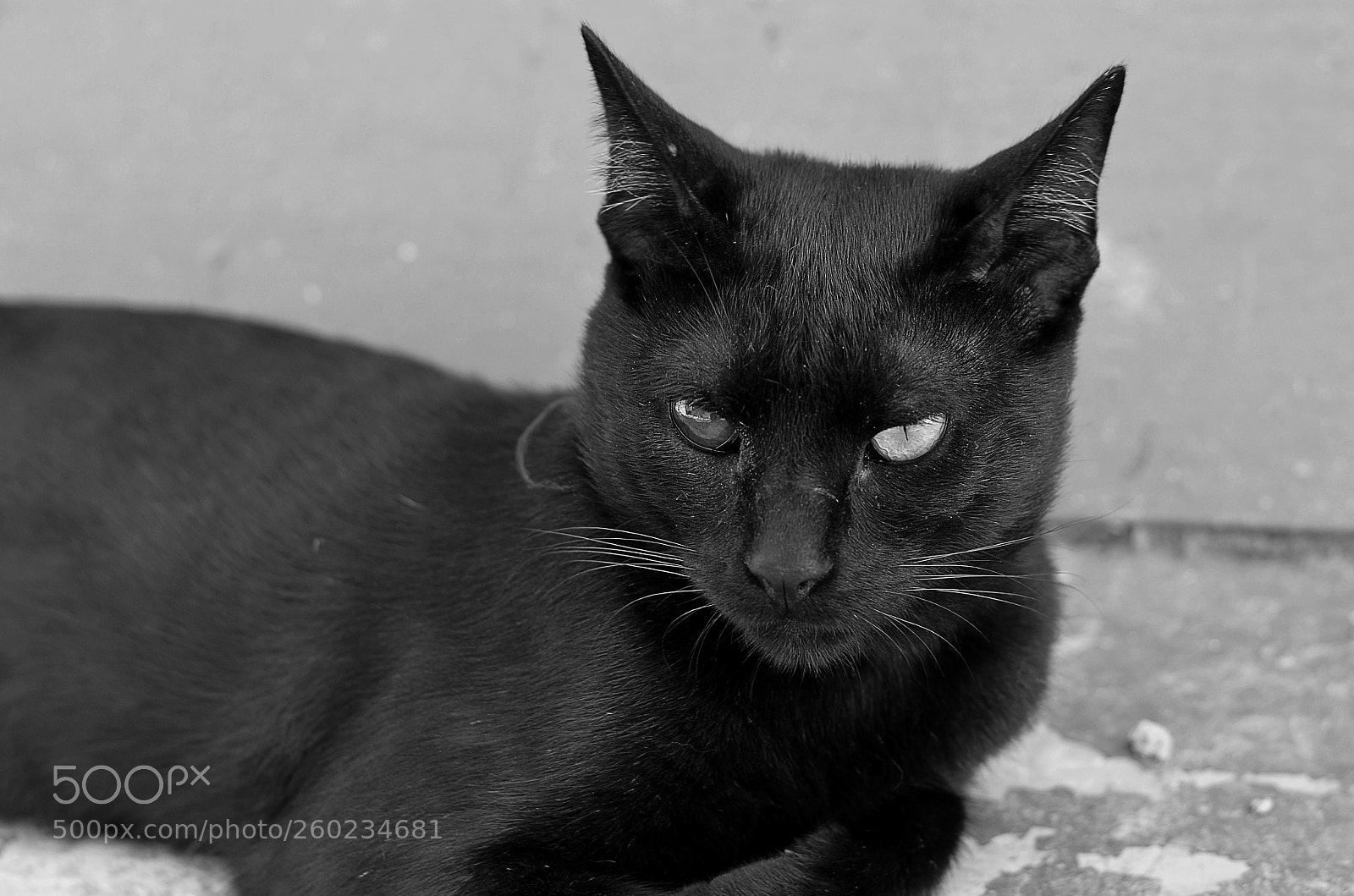 Nikon D5100 sample photo. Cat with different eyes photography