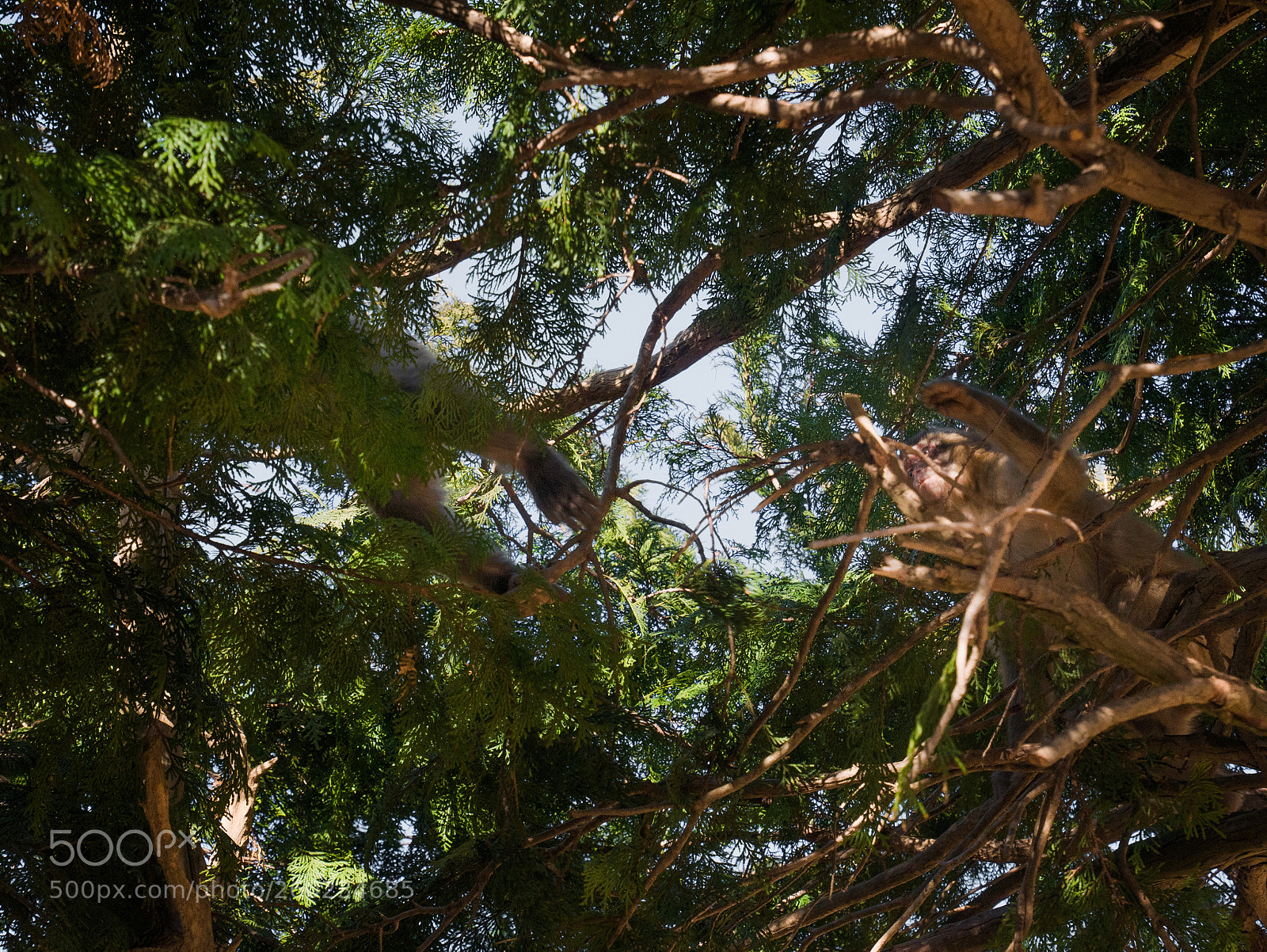 Panasonic Lumix DMC-GX85 (Lumix DMC-GX80 / Lumix DMC-GX7 Mark II) sample photo. Chase photography