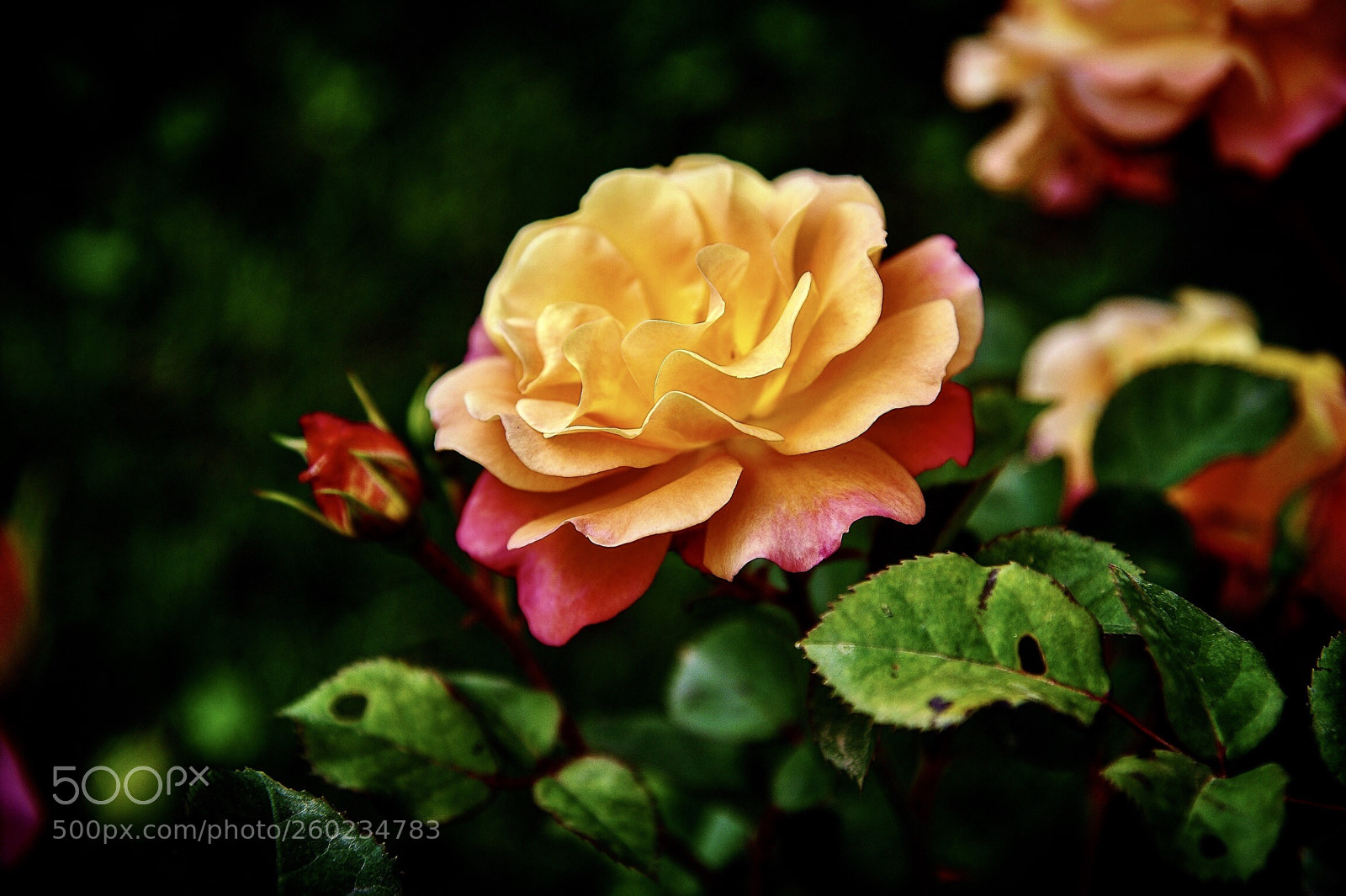 Nikon D750 sample photo. The rose photography