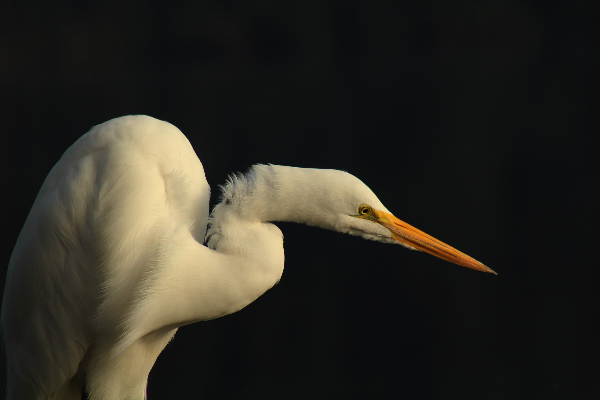 Canon EF 75-300mm f/4-5.6 USM sample photo. The heron photography