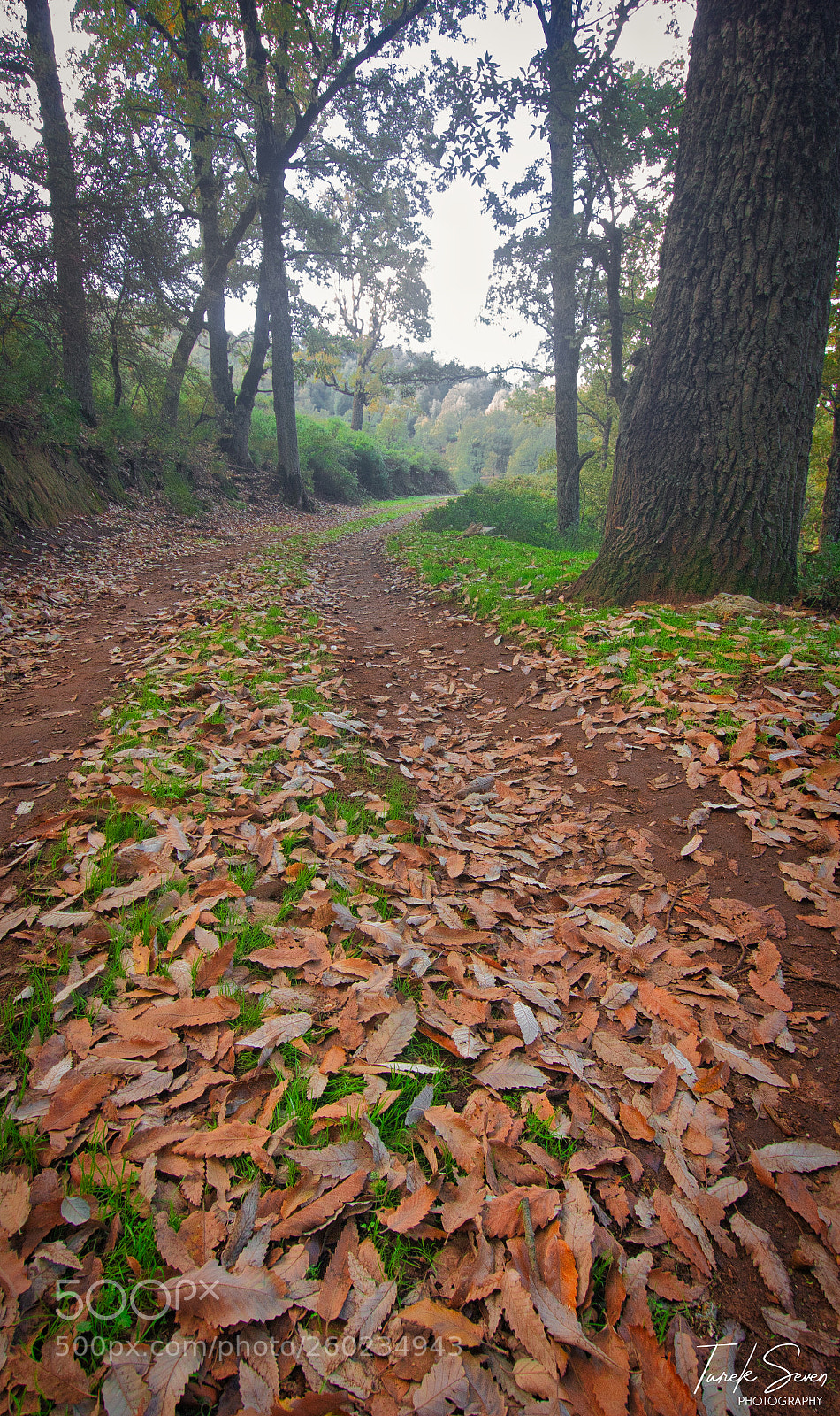 Canon EOS 60D sample photo. Autumn road photography