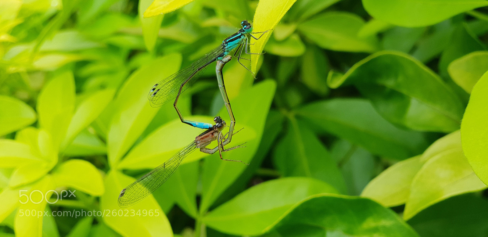 Samsung Galaxy S9+ sample photo. Duo photography