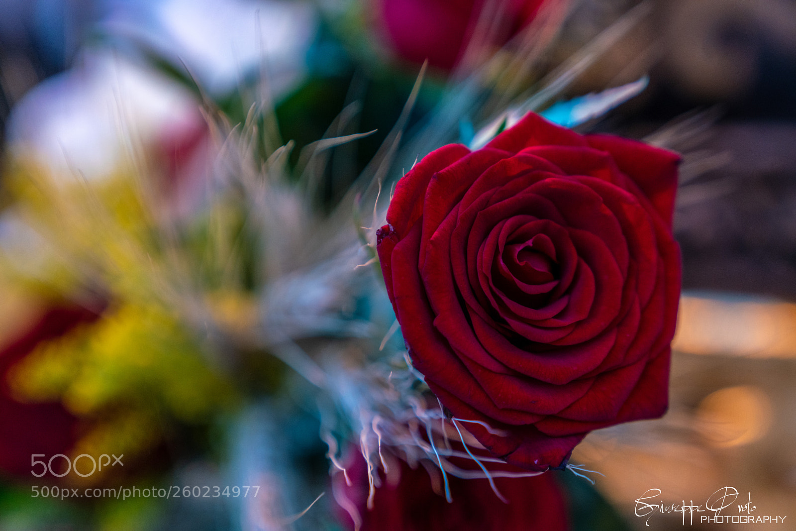 Sony a7R II sample photo. Salve, antonio!!! photography