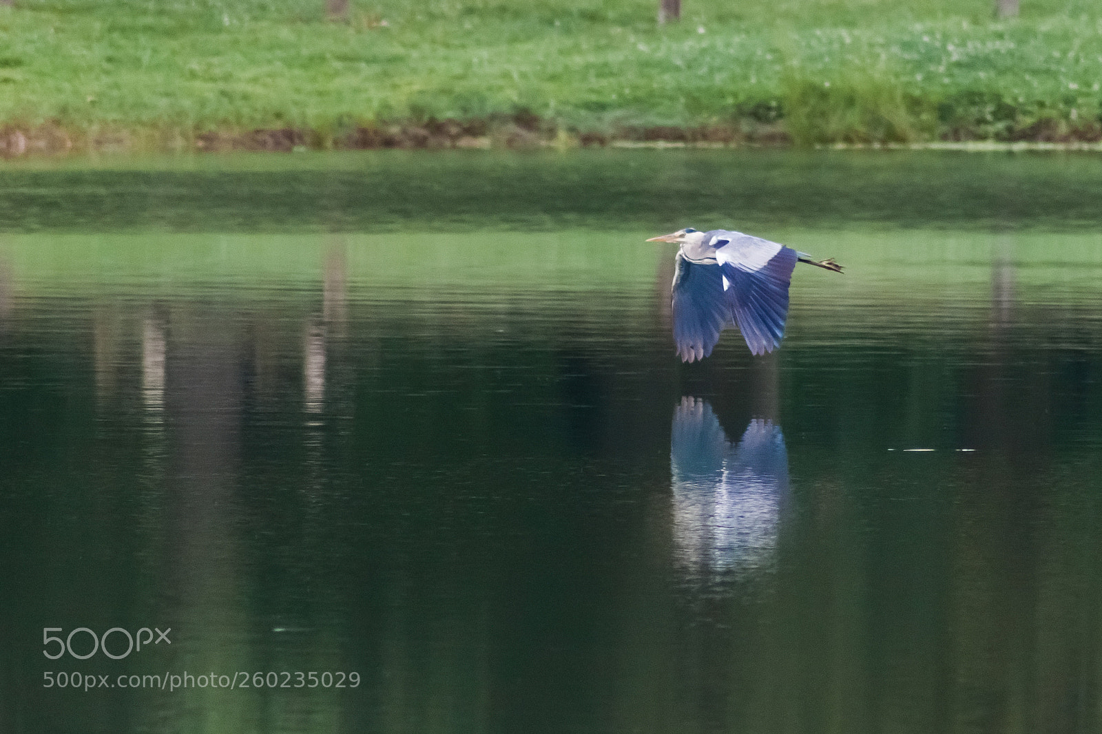 Canon EOS 500D (EOS Rebel T1i / EOS Kiss X3) sample photo. Flying heron photography