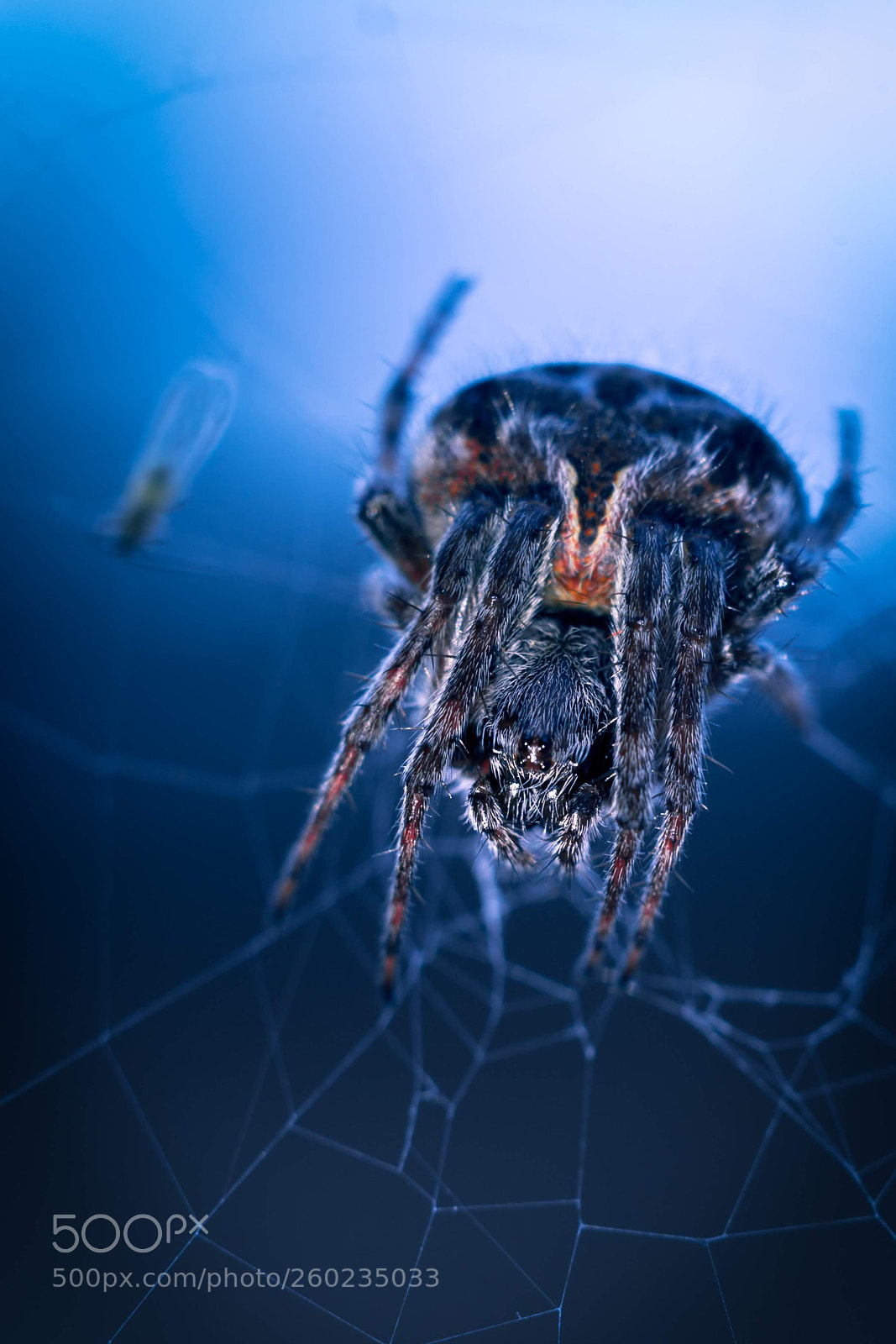 Nikon D750 sample photo. The web photography