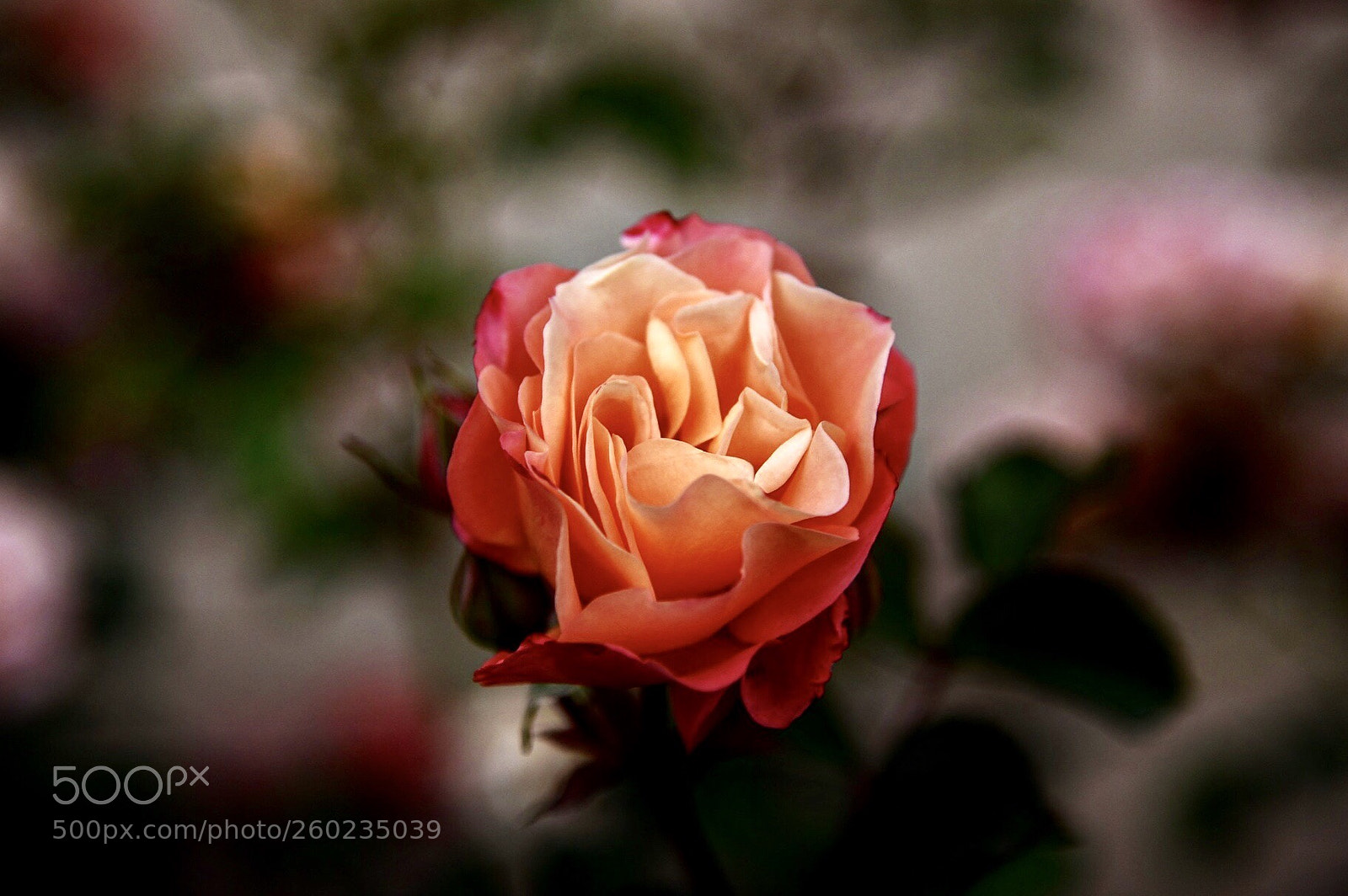 Nikon D750 sample photo. G l k g photography