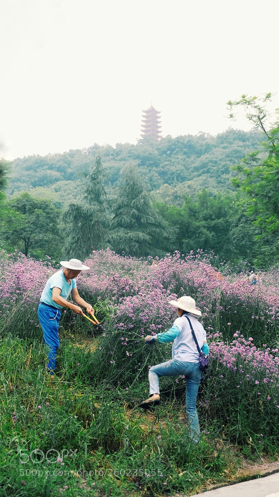 Fujifilm X-E2 sample photo. 照母山 photography